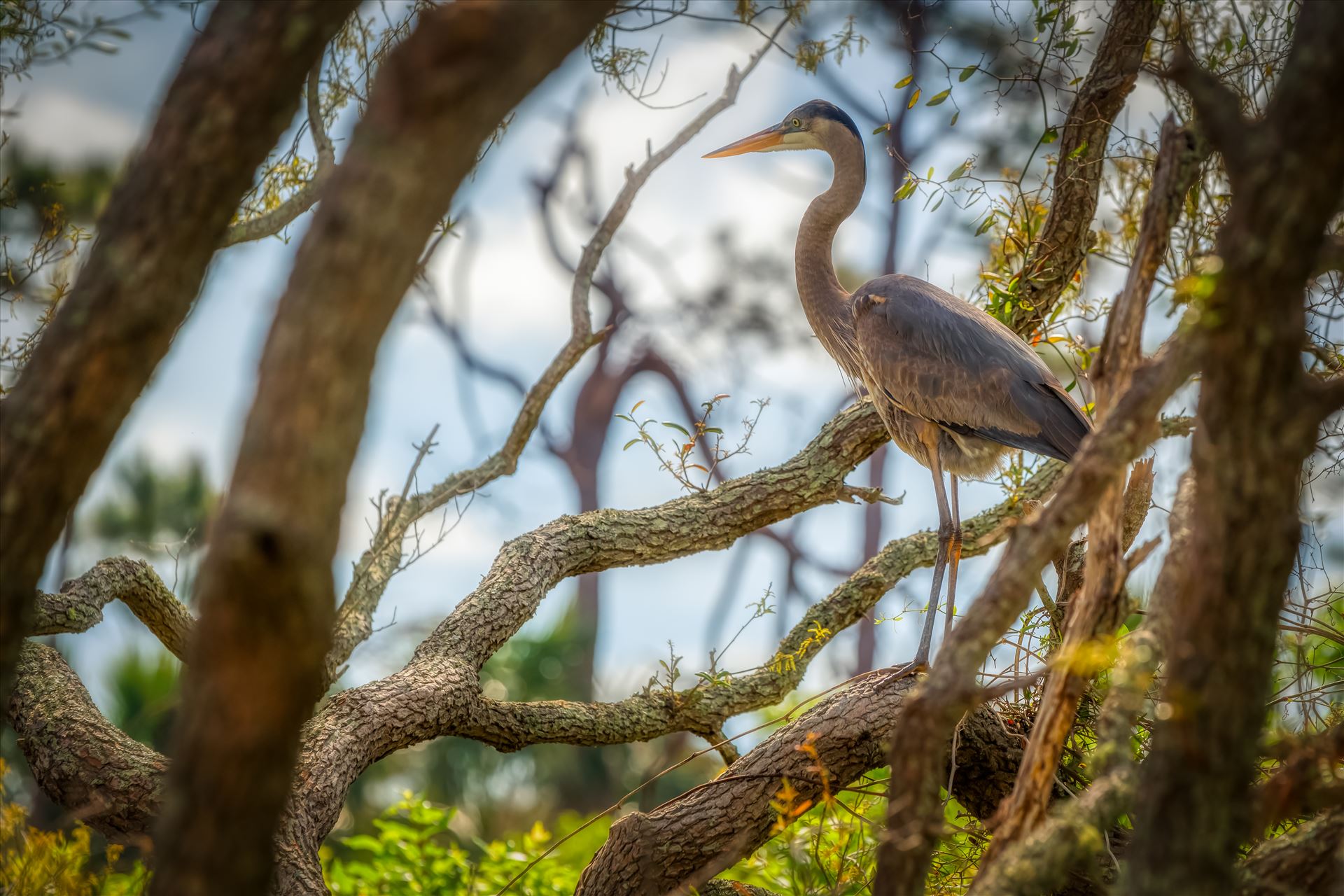 great blue heron great blue heron standing on oak tree near gator lake at St. Andrews State Park, Florida by Terry Kelly Photography