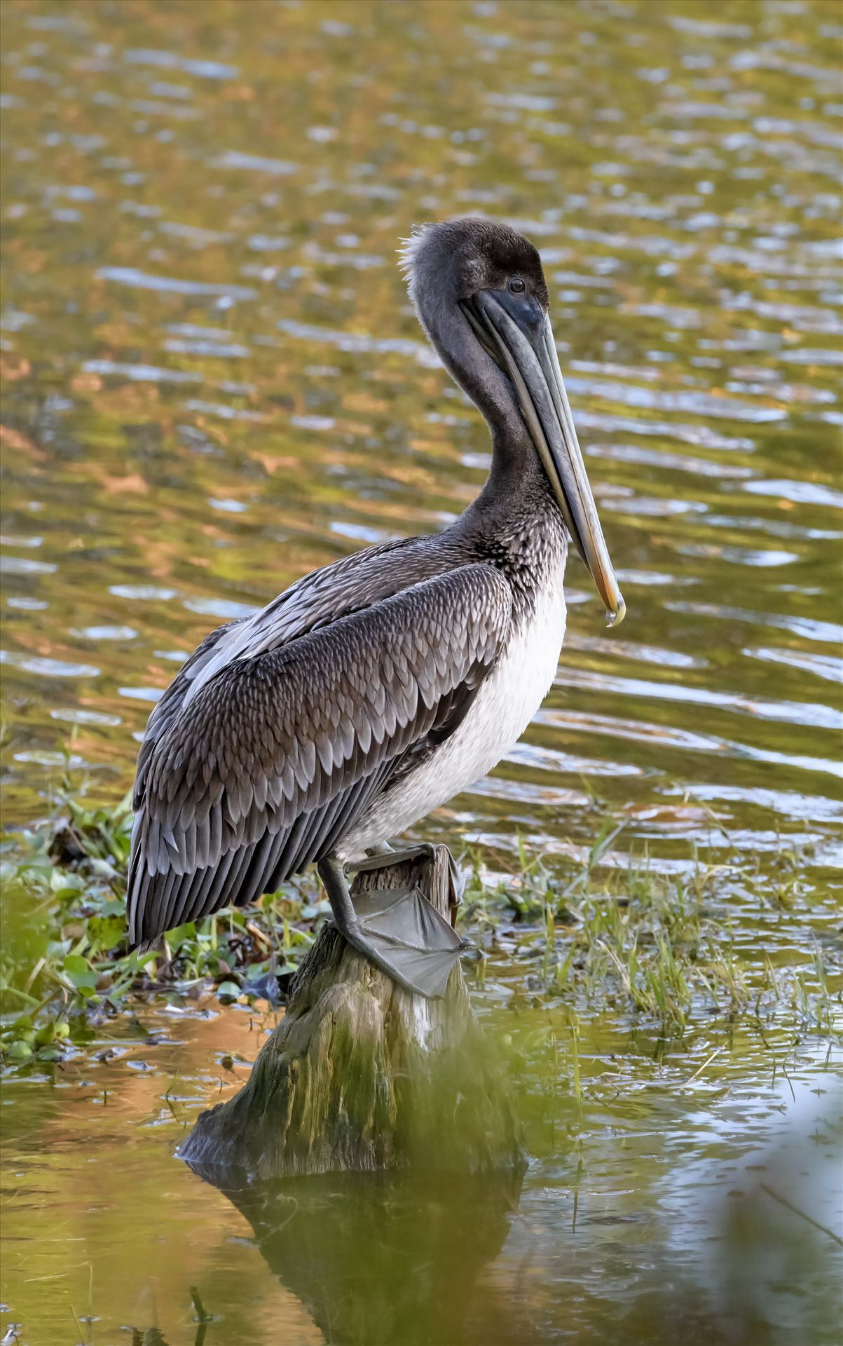 brown pelican standing on stump ss RAW6204.jpg  by Terry Kelly Photography