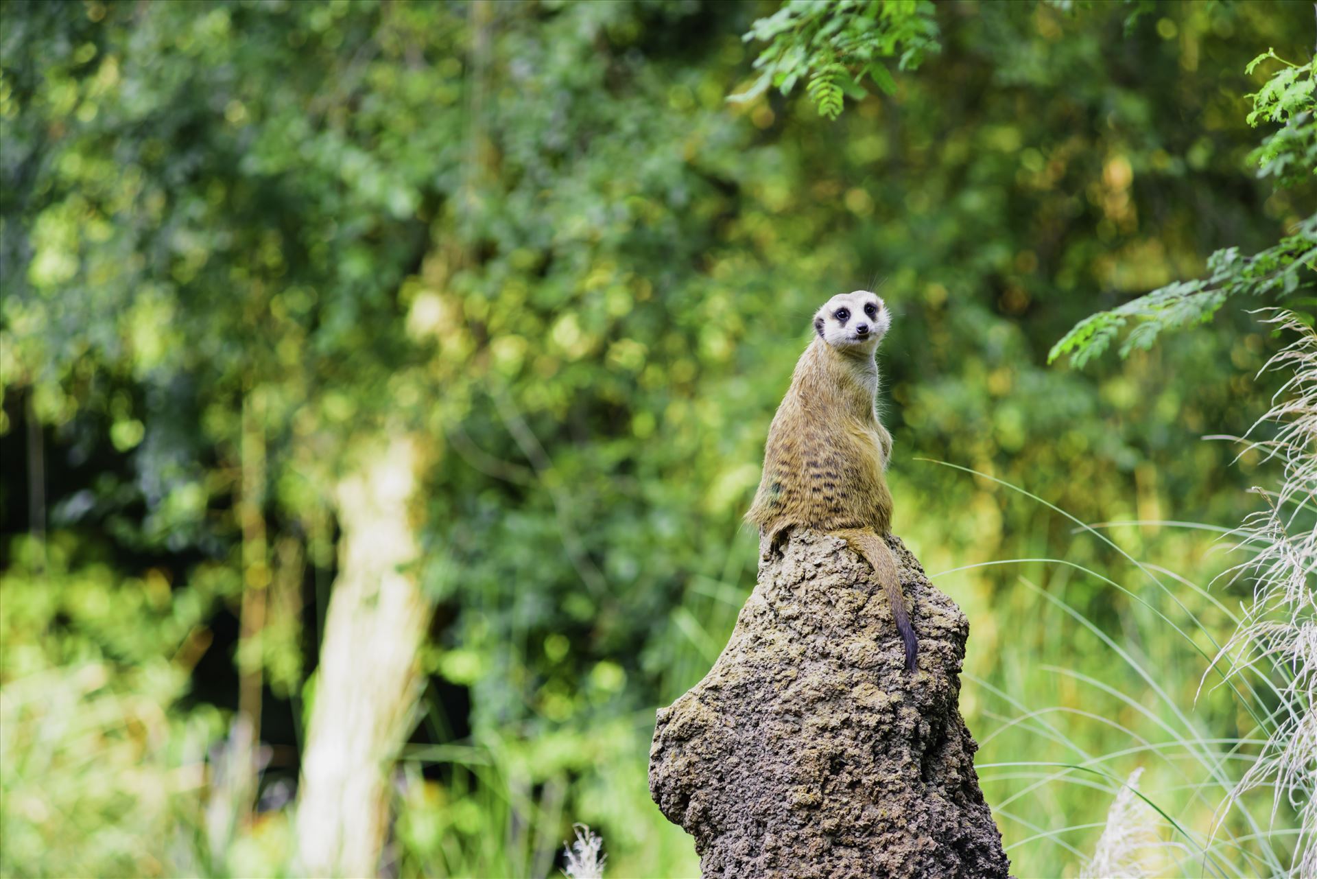 _RAW0091.jpg Meerkat on top of lookout post by Terry Kelly Photography