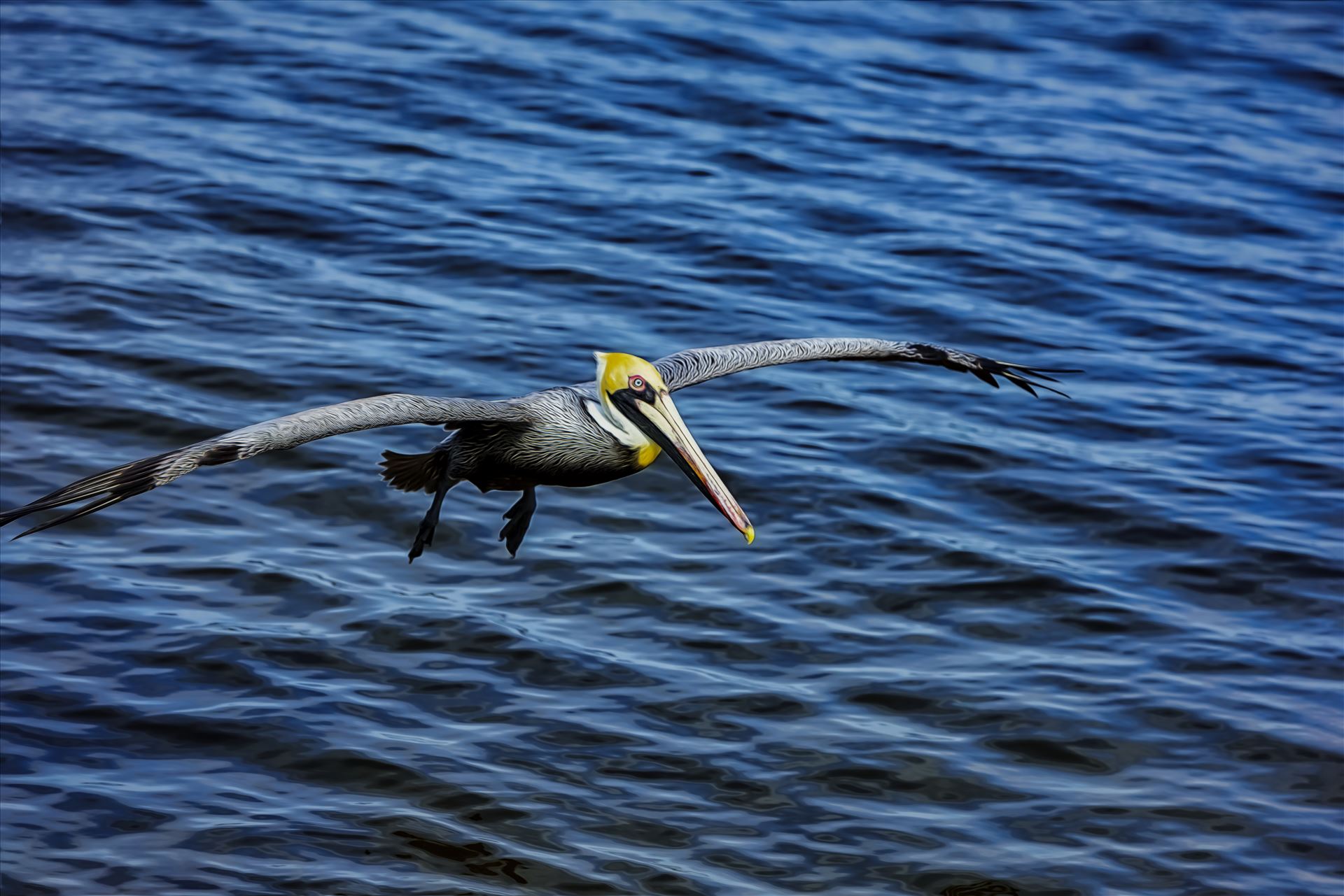 brown pelican landing approach st. andrews state park 8108256.jpg  by Terry Kelly Photography