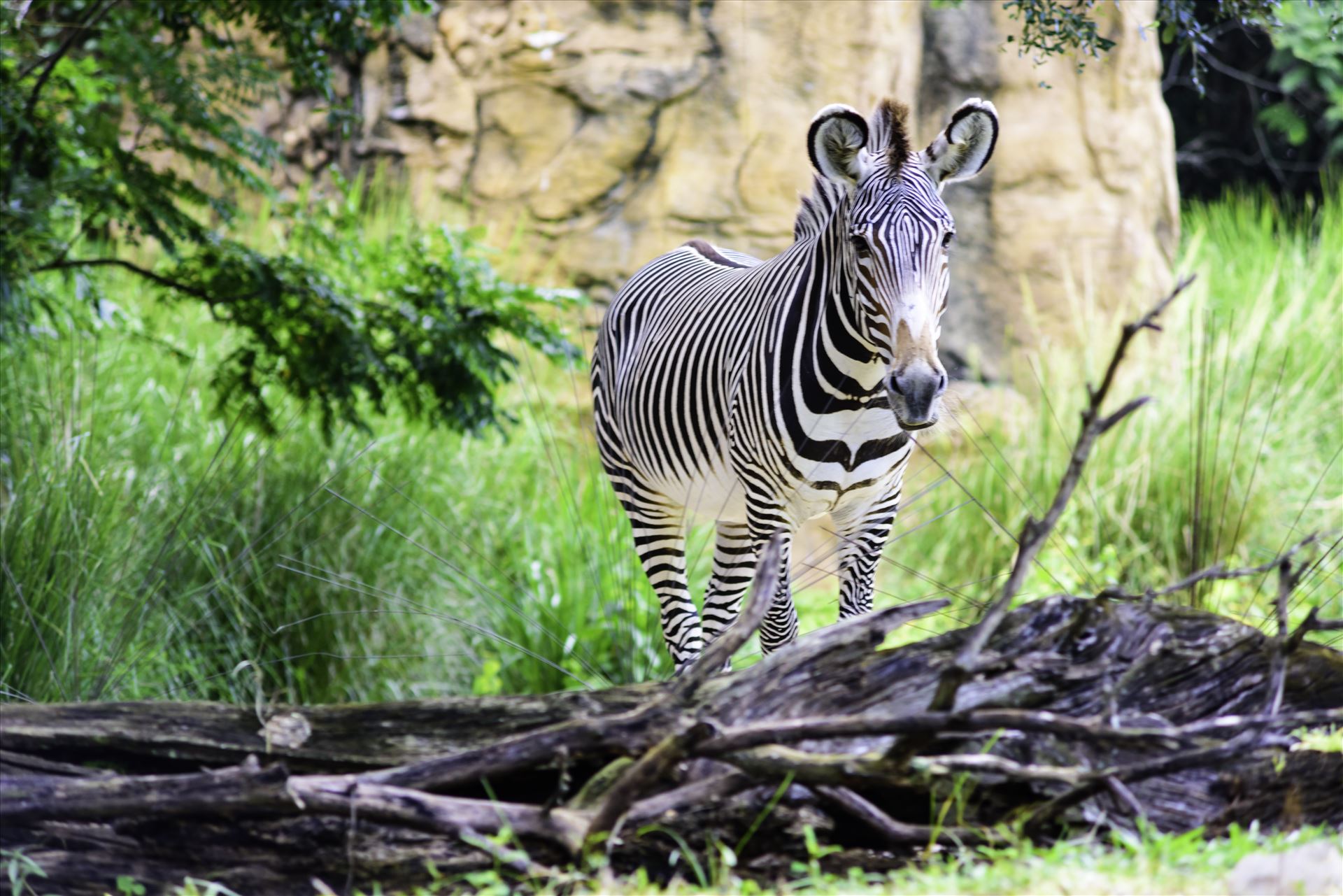 _RAW0078.jpg Zebra standing in the wilderness  by Terry Kelly Photography