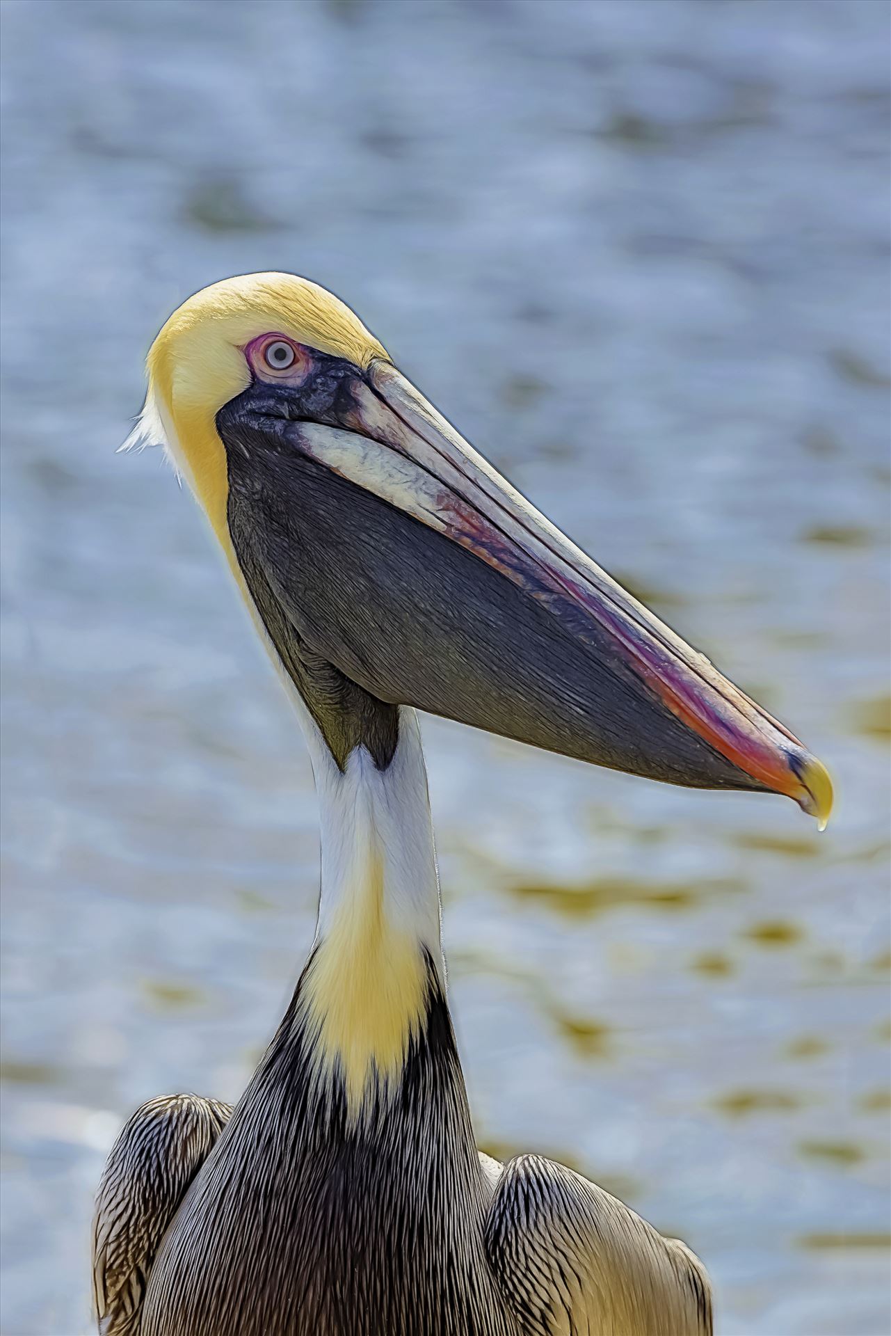 closeup brown pelican st. andrews state park 8107979.jpg Closeup of a brown pelican, St. Andrews State Park, Panama City Beach, Florida by Terry Kelly Photography