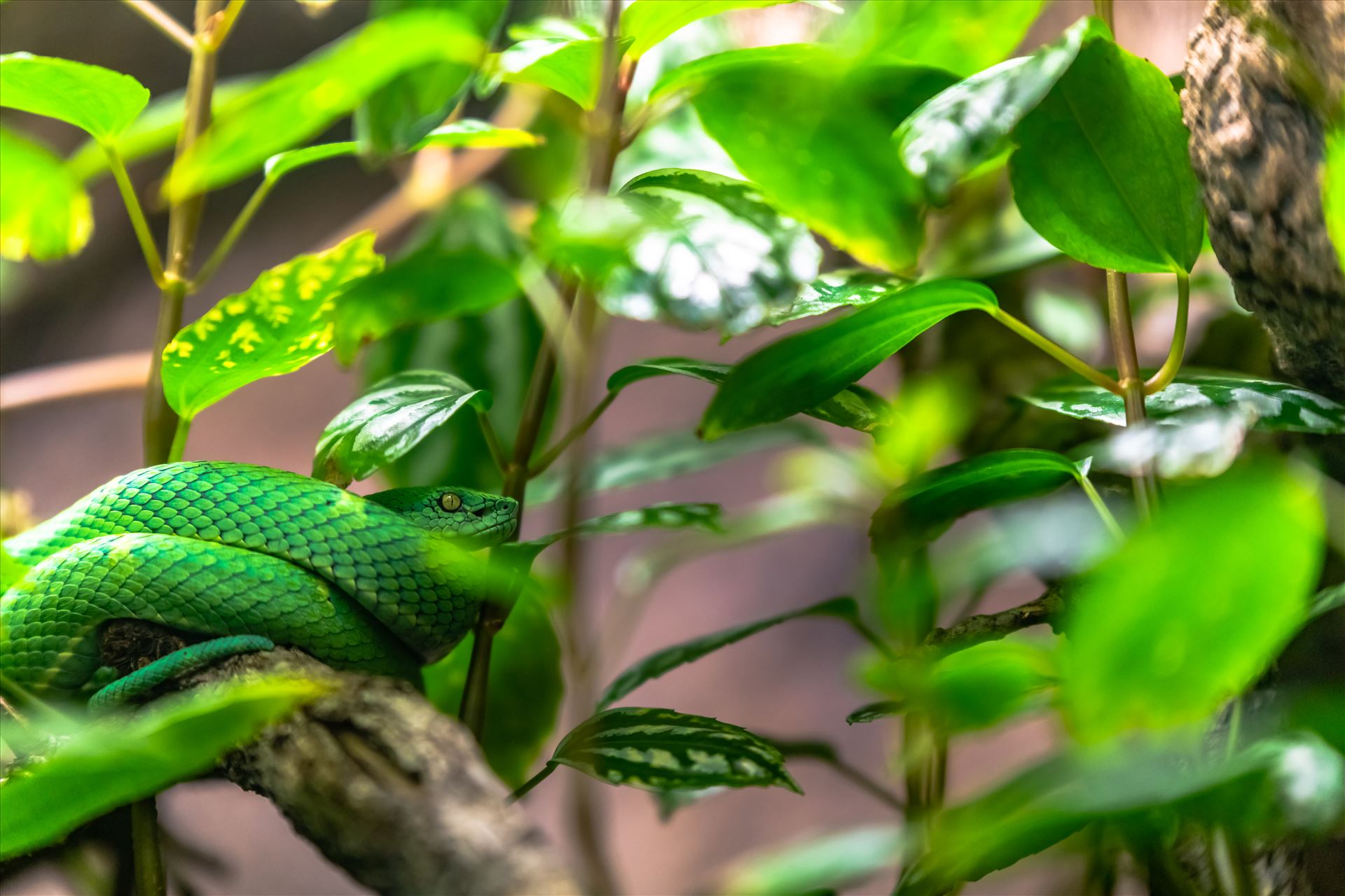 side striped pit viper.jpg Side striped pit viper wrapped around small branch of tree by Terry Kelly Photography