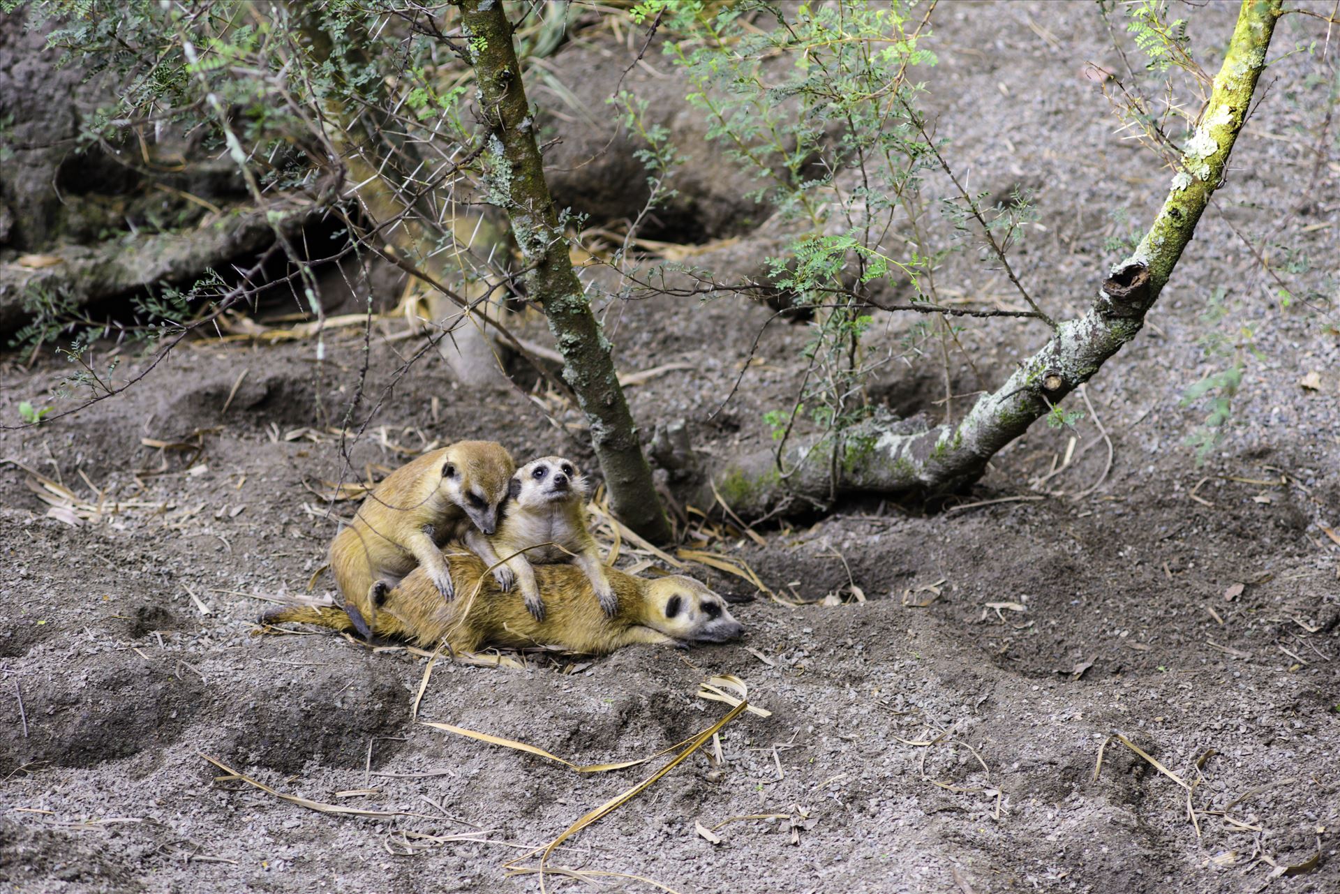 _RAW0105.jpg Three meerkat posing for the camera by Terry Kelly Photography