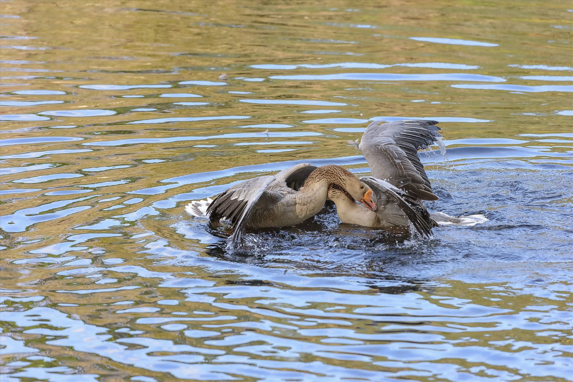 Geese mma at lake caroline 8108150.jpg  by Terry Kelly Photography