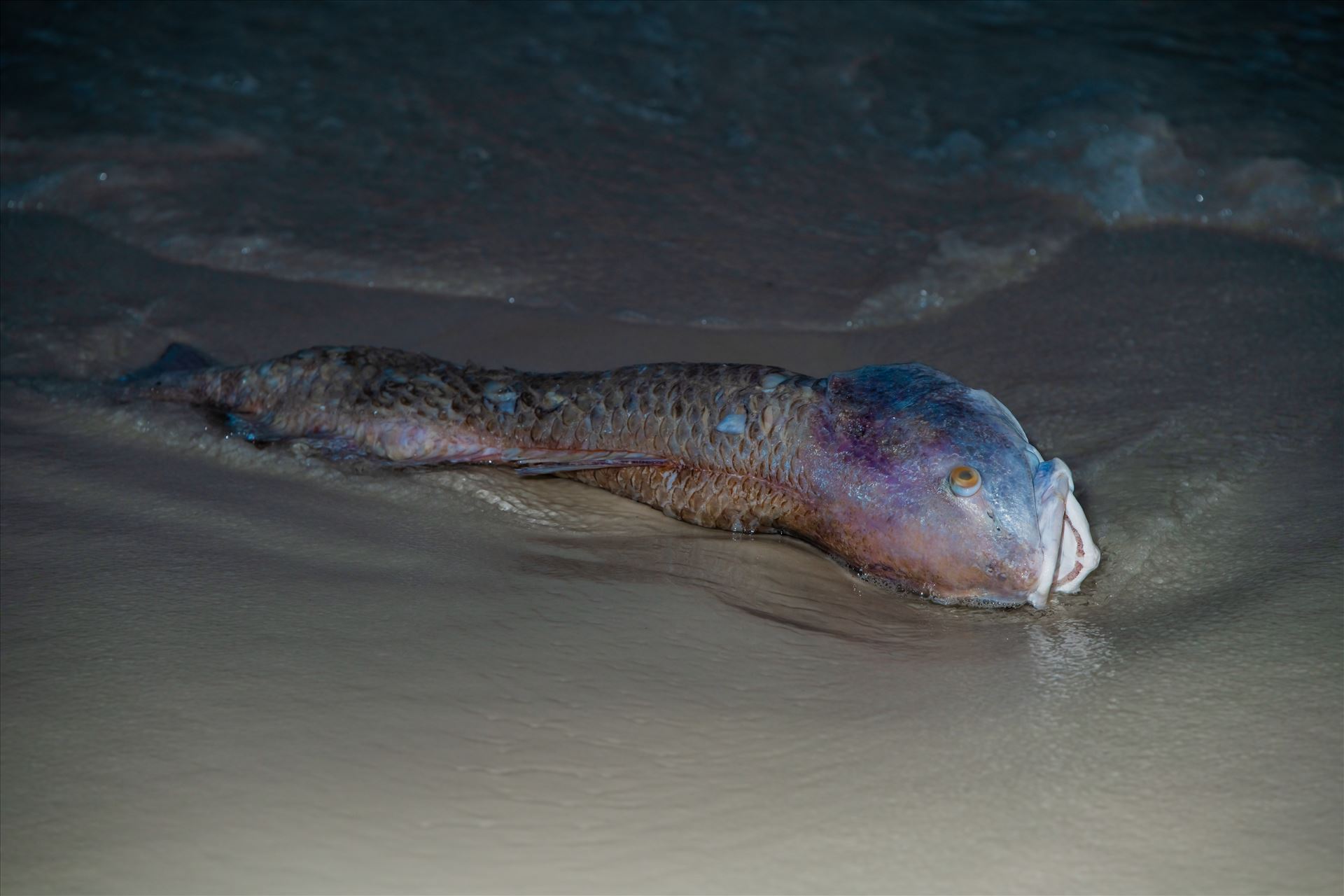Red Tide September 15 2018 Dead red fish from red tide on Panama City Beach, Florida by Terry Kelly Photography