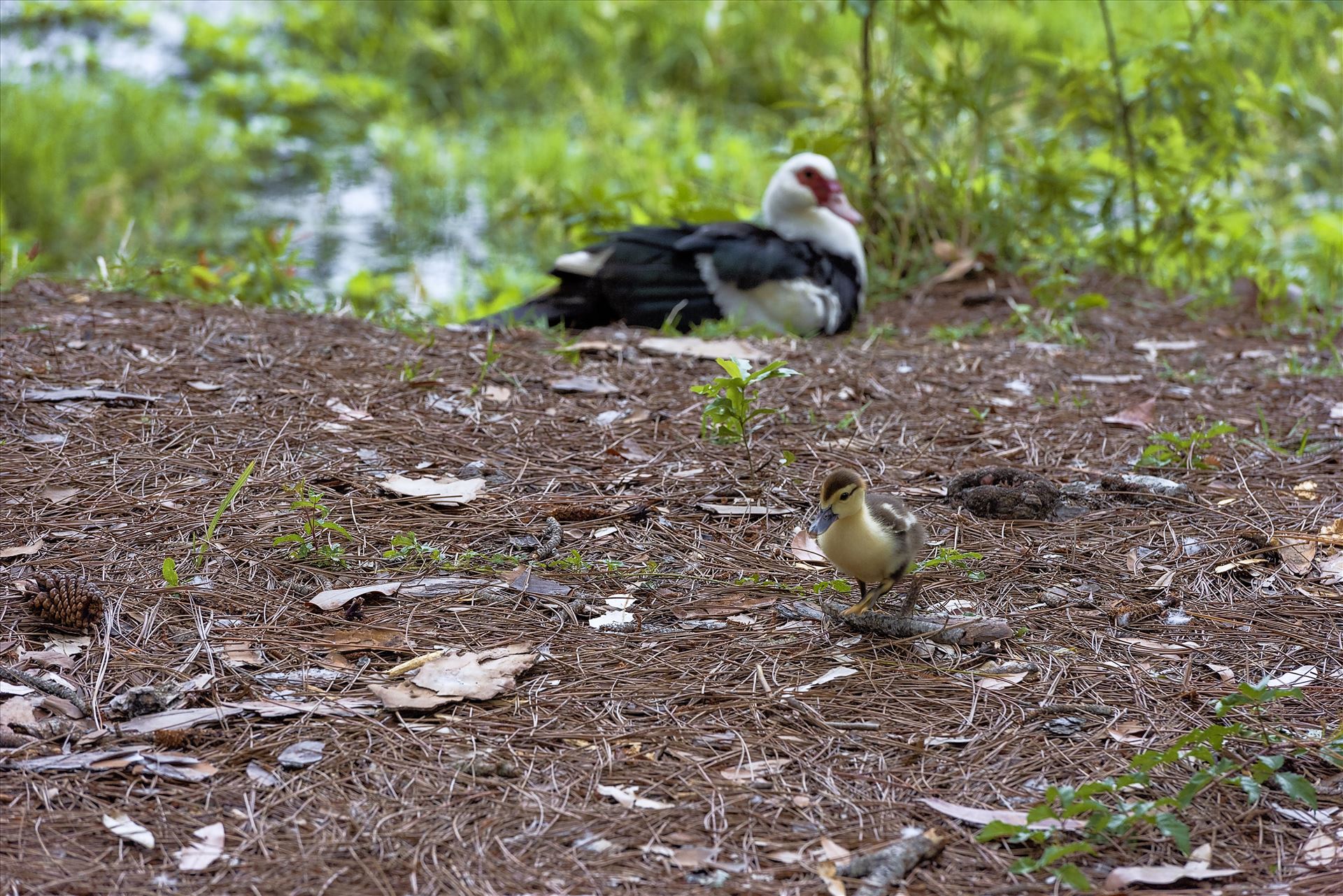 muscovy duckling Bokeh moma in the background sssf 8108848.jpg muscovy duckling and moma by Terry Kelly Photography