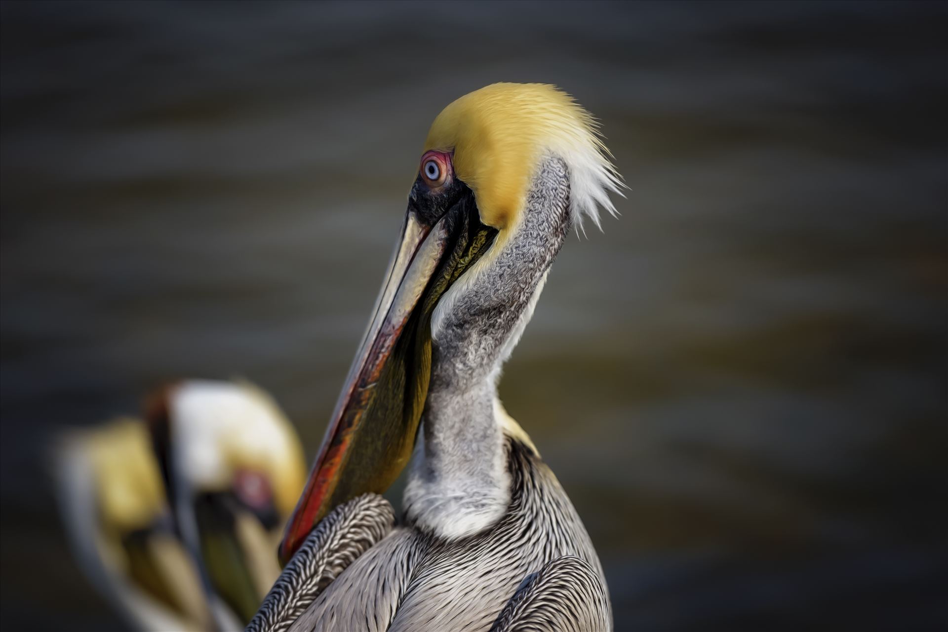 brown pelican portrait st. andrews state park 8108277.jpg  by Terry Kelly Photography