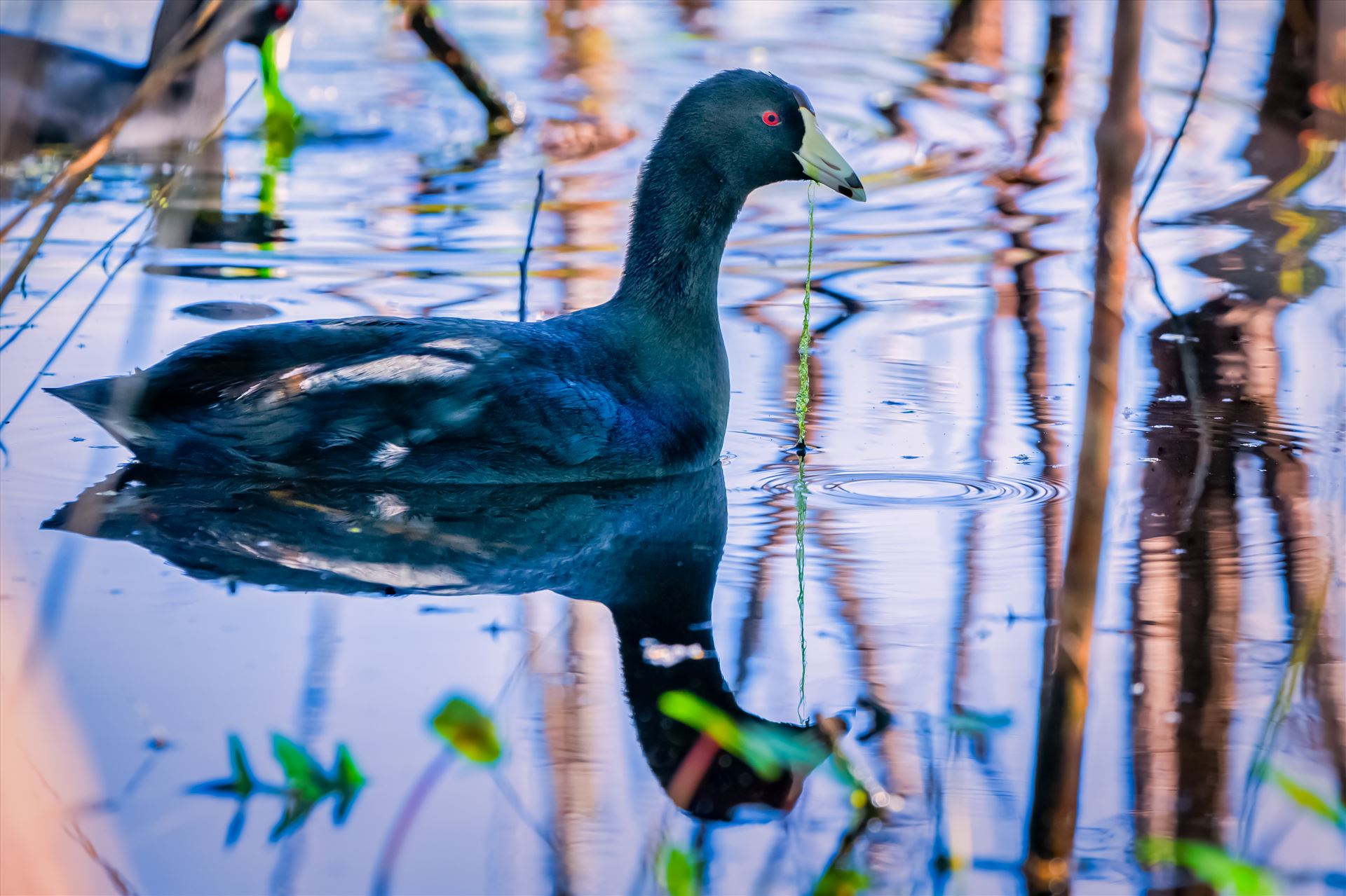 American Coot American Coot in gator lake at St. Andrews State Park, Panama City, Florida by Terry Kelly Photography