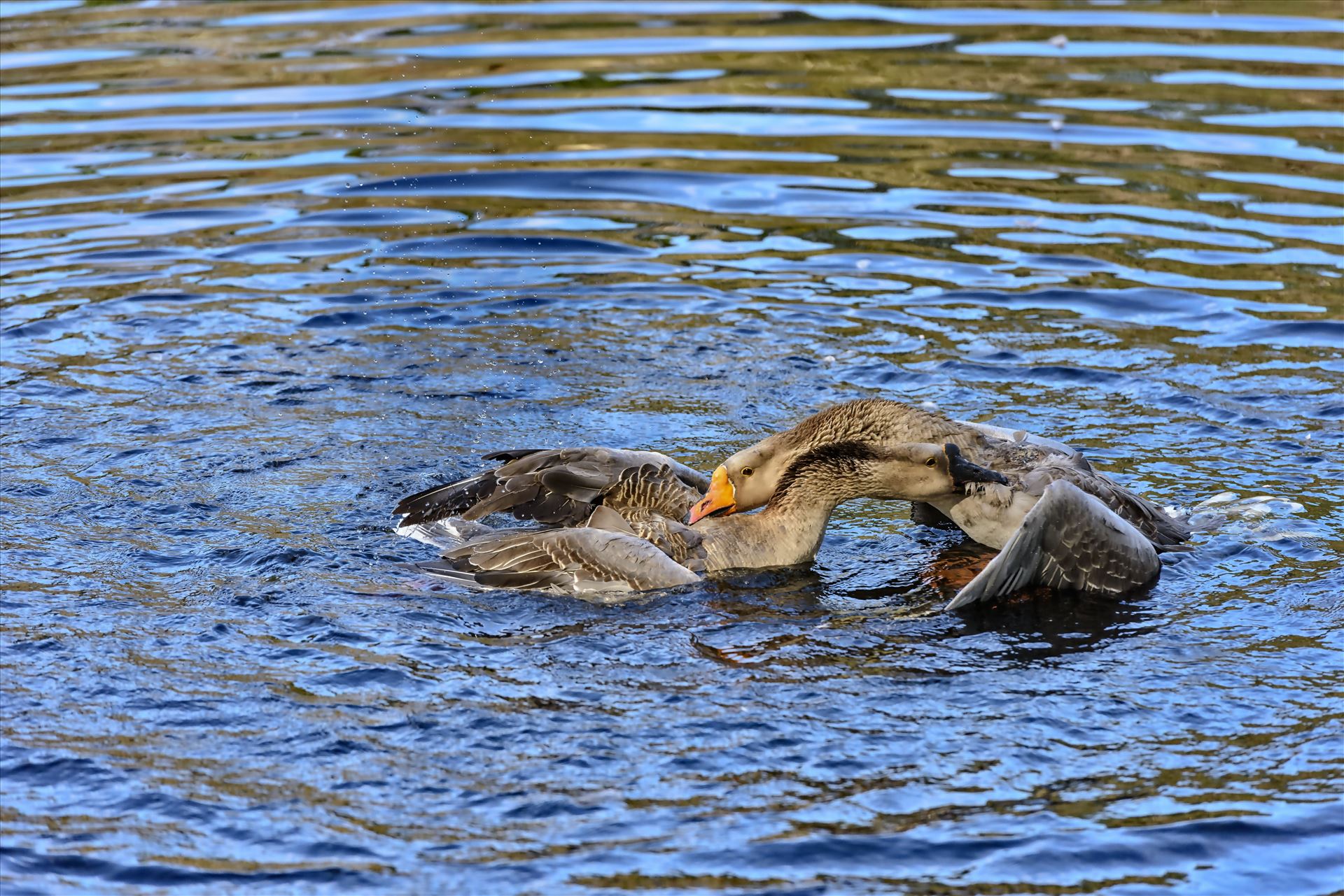 Geese mma at lake caroline 8108177.jpg  by Terry Kelly Photography