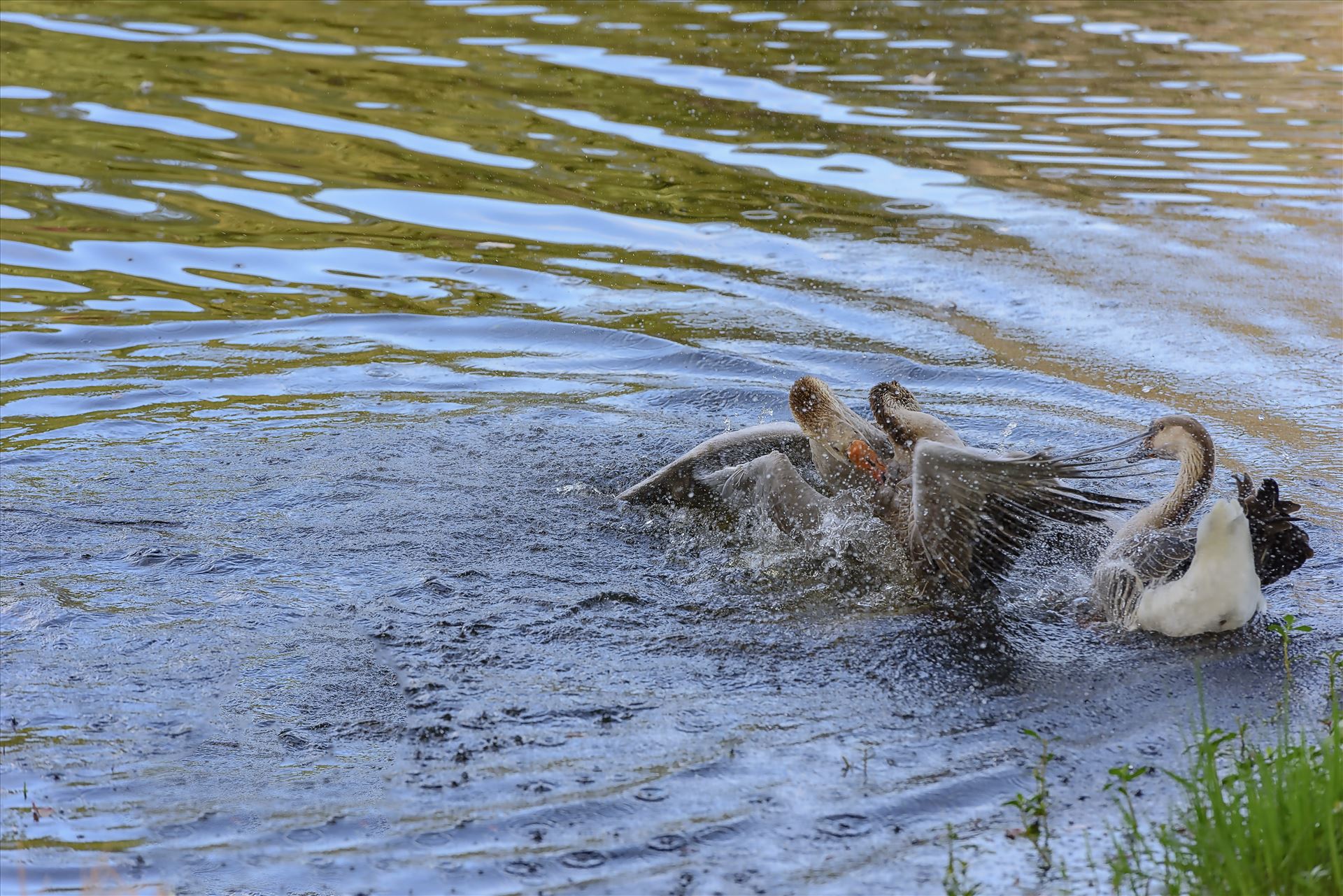 Geese mma at lake caroline 8108146.jpg  by Terry Kelly Photography