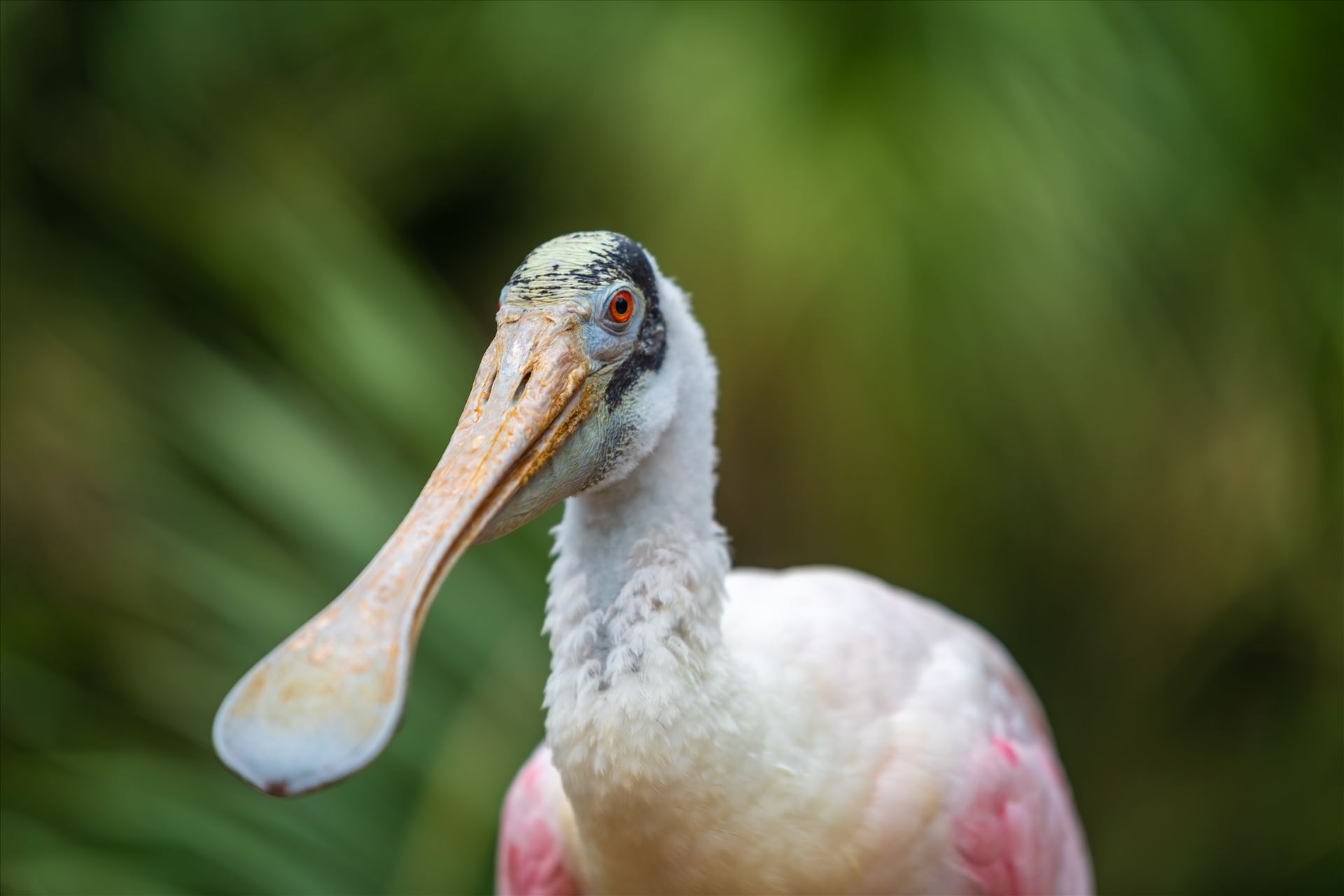 roseate spoonbill closeup of roseat spoonbill by Terry Kelly Photography
