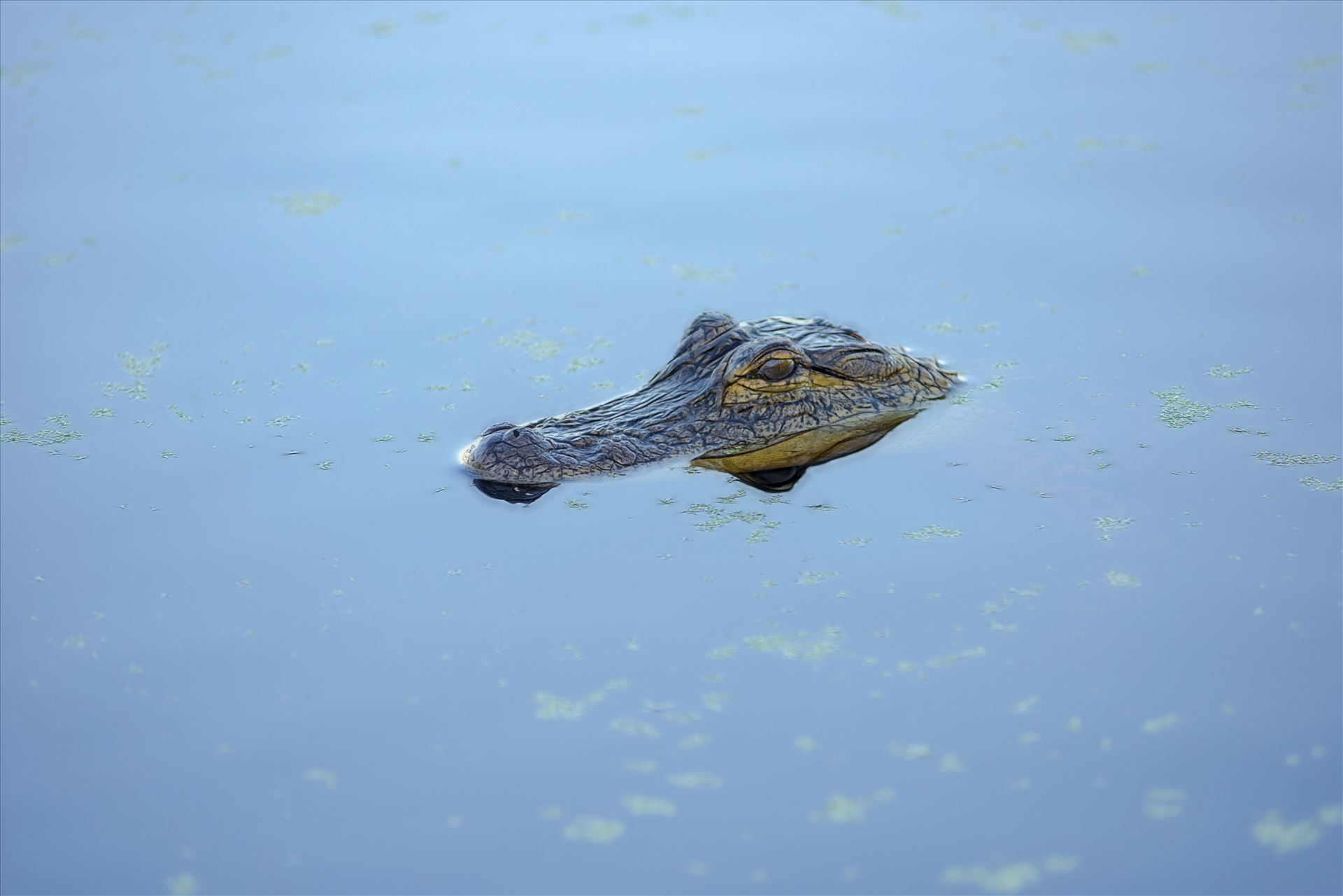 small gator at gator lake st. andrews state park panama city florida RAW3960.jpg  by Terry Kelly Photography