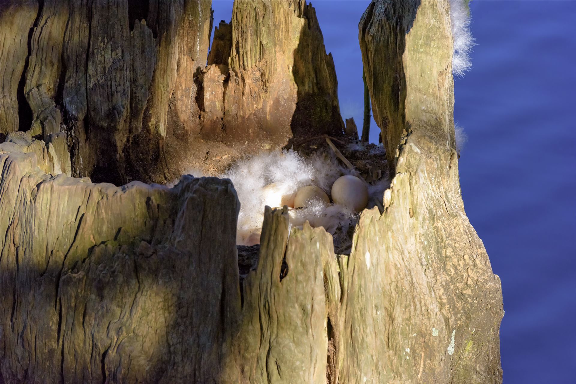 duck eggs in hollowed out tree stump on lake caroline alamy only 8106702.jpg  by Terry Kelly Photography