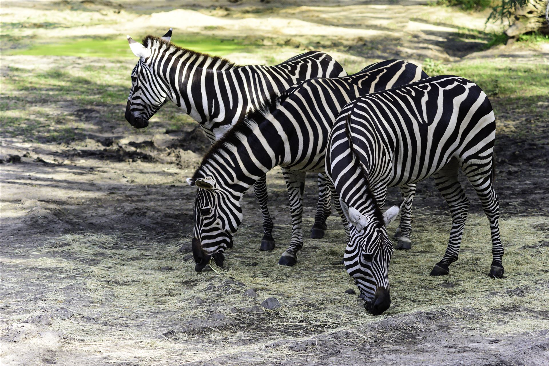 zebras.jpg Three zebras at Kilimanjaro Safaris Disney's Animal Kingdom theme park by Terry Kelly Photography