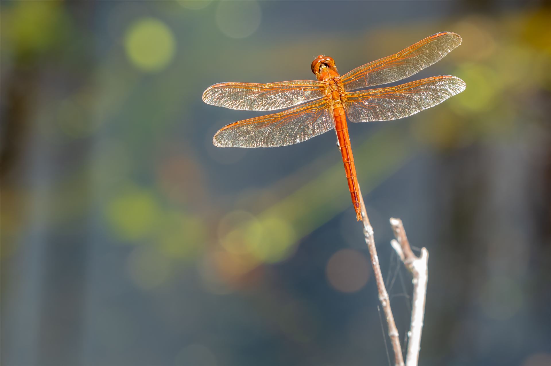reddish or rust color dragonfly at st andrews state park sf-8502092.jpg reddish/rust color dragonfly on end of twig at St. Andrews State Park, Panama City, Florida by Terry Kelly Photography
