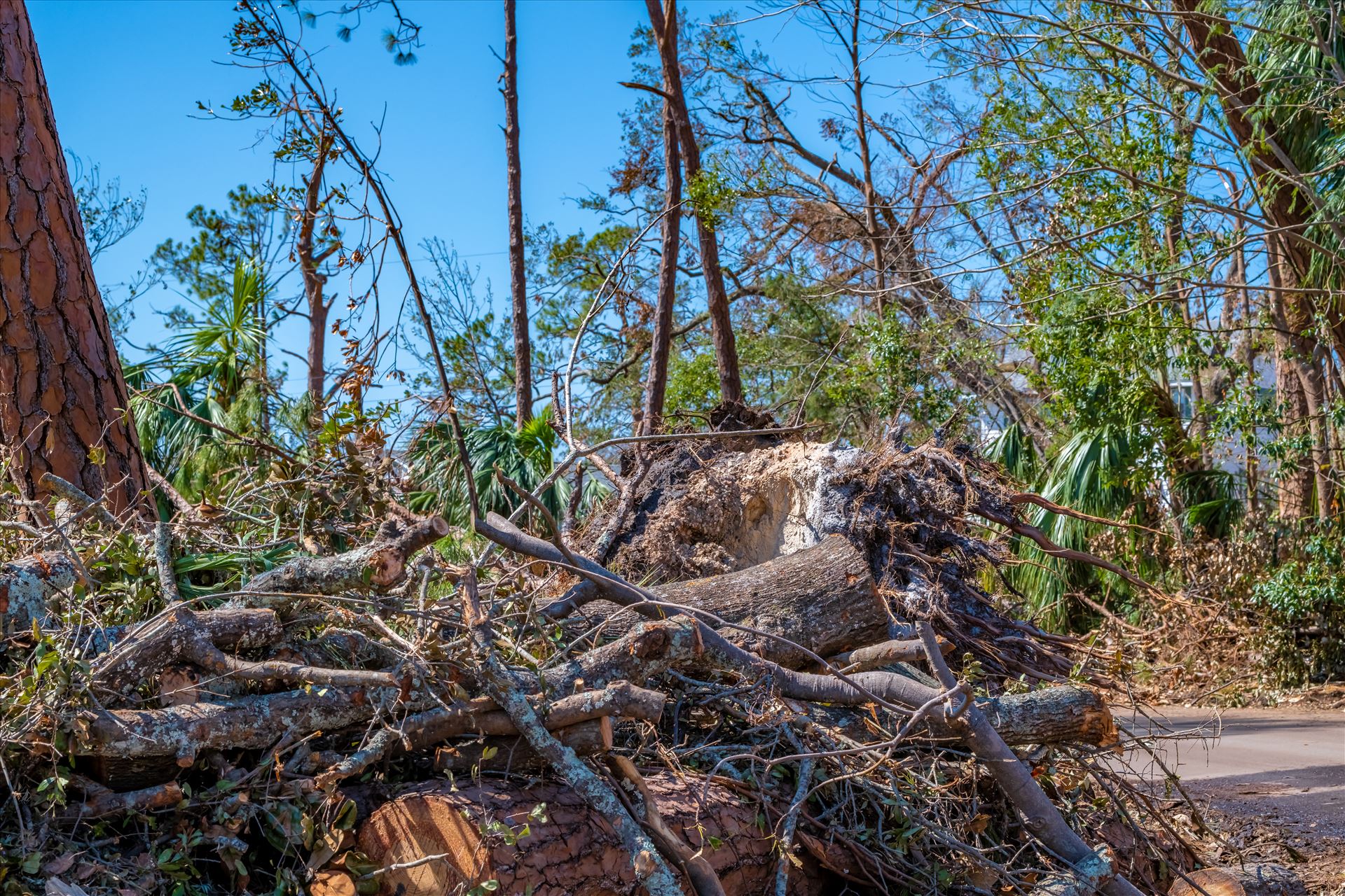 Hurricane Michael Massalina bayou, Panama City, Florida by Terry Kelly Photography