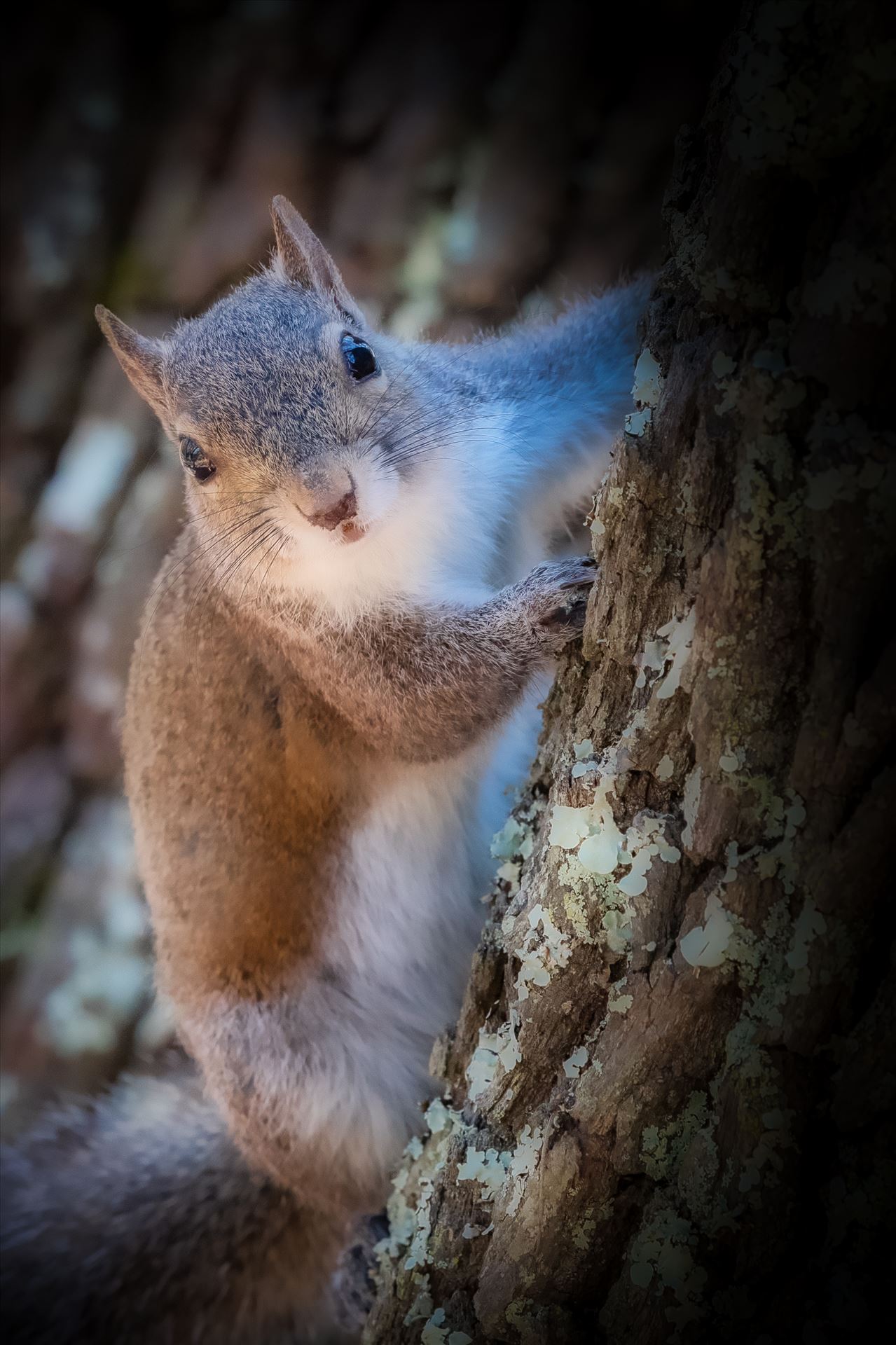 Squirrel Close up of squirrel peeking out from behind oak tree by Terry Kelly Photography