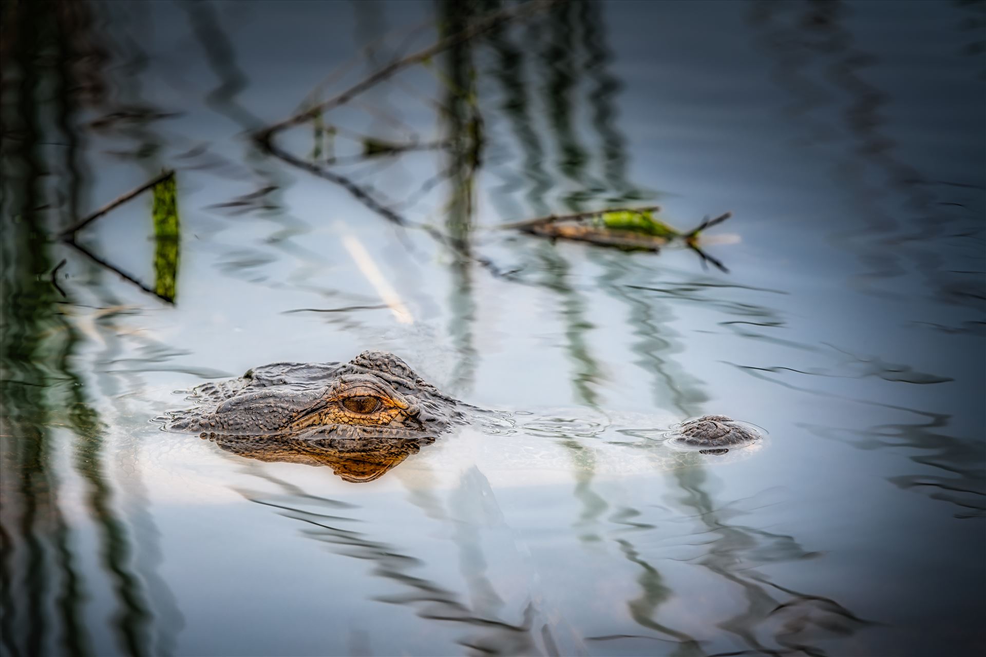 Florida Alligator Florida Alligator in St. Andrews State Park by Terry Kelly Photography