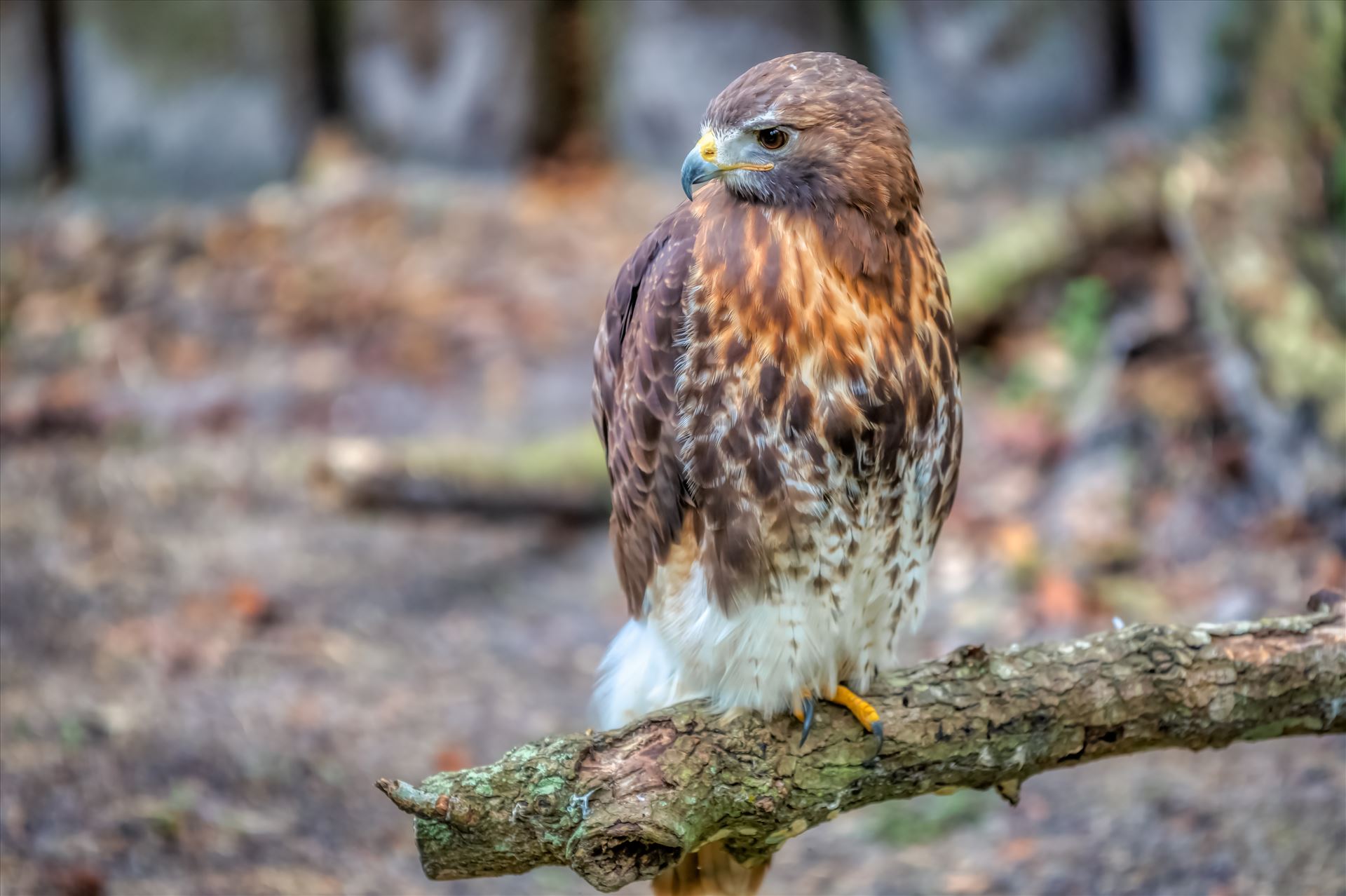 red tailed hawk red tailed hawk perched on oak tree limb by Terry Kelly Photography