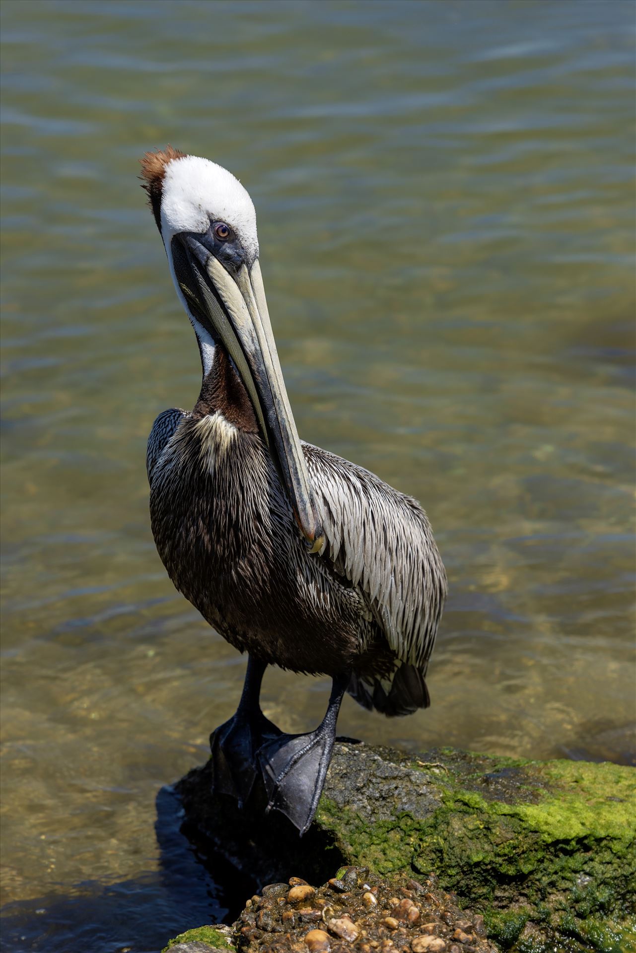 brown pelican standing on rock at st. andrews state park panama city beach florida sf ss al 8108785.jpg  by Terry Kelly Photography