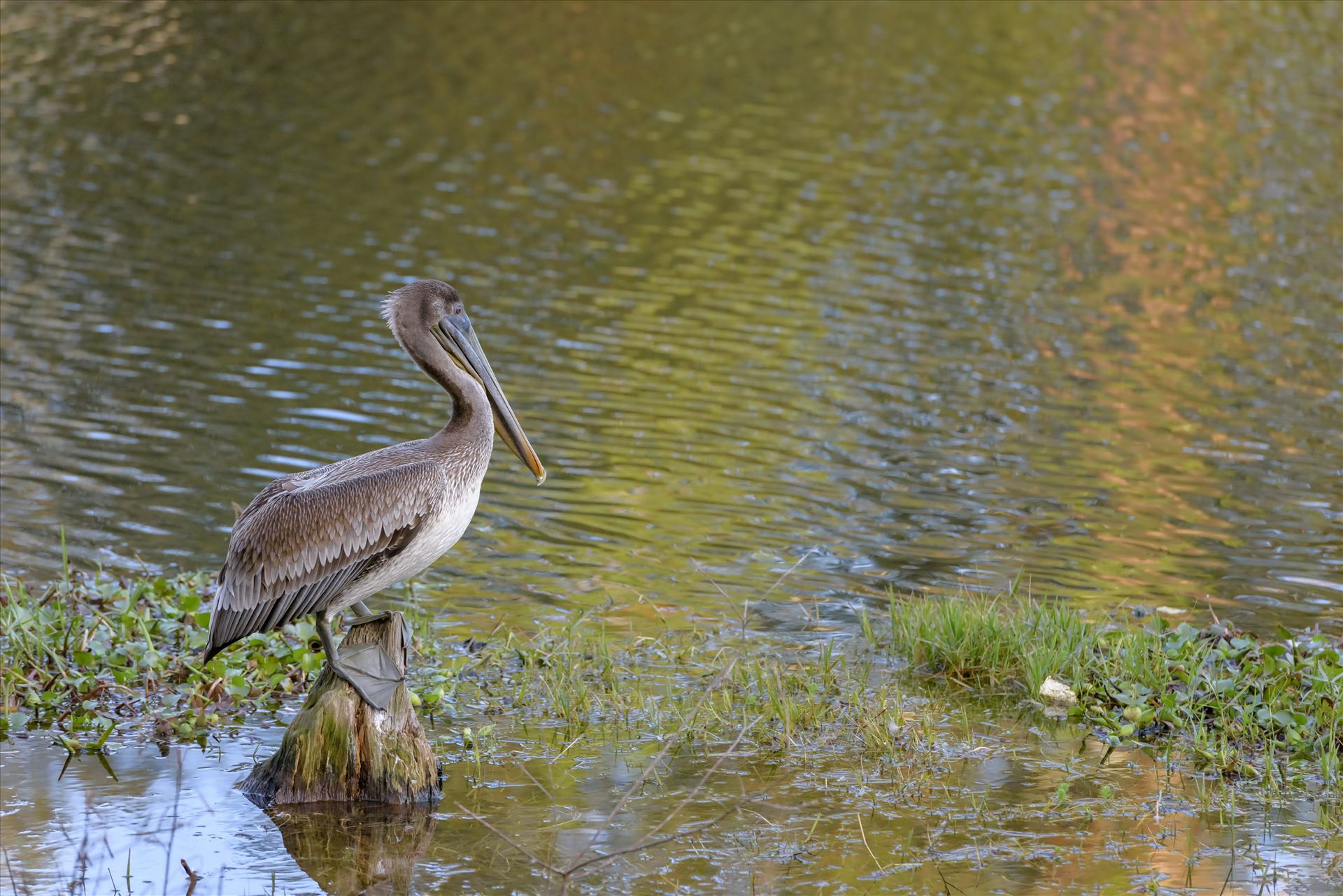 brown pelican standing on stump ss RAW6218.jpg  by Terry Kelly Photography
