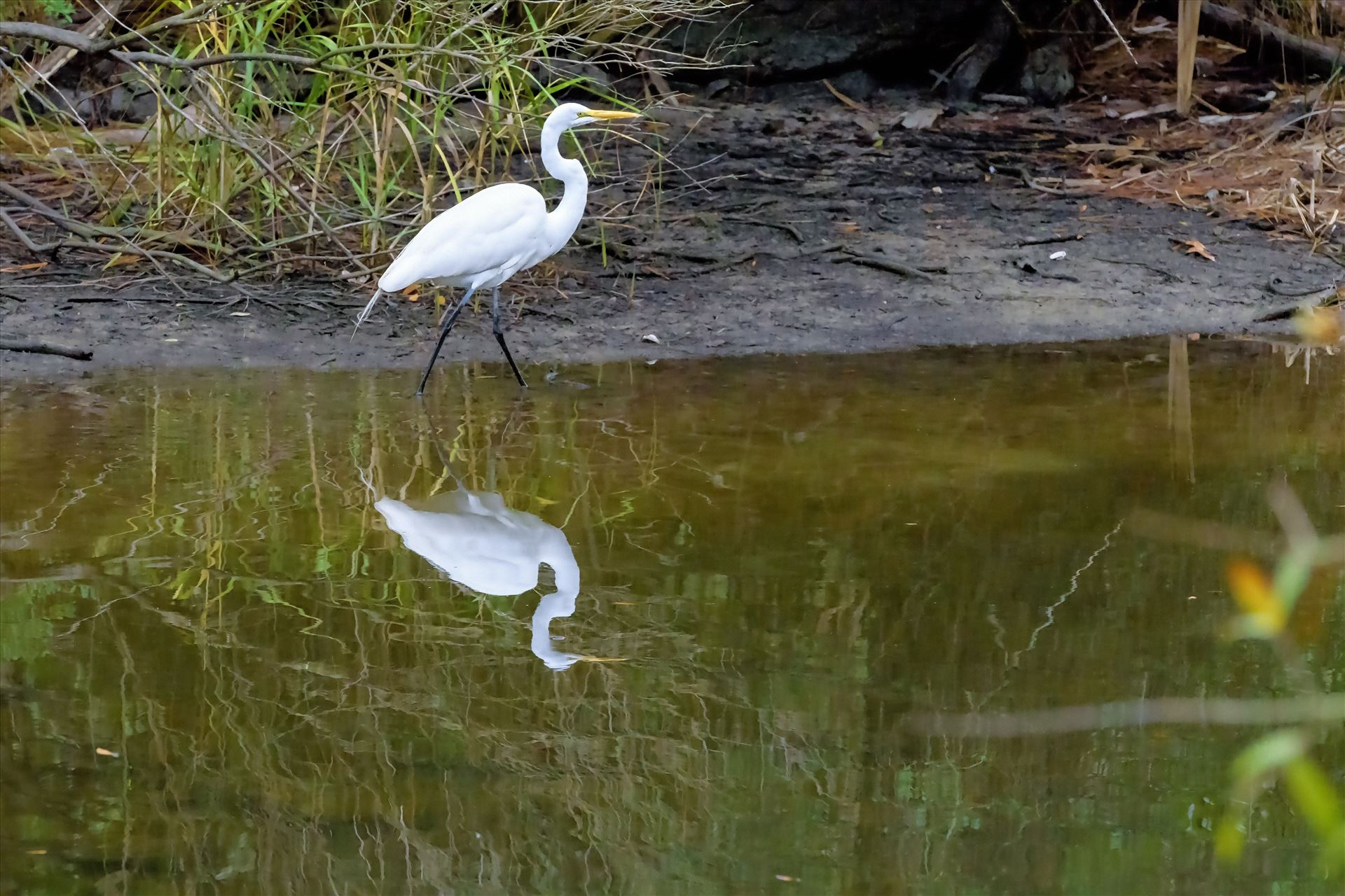 great white egret walking shoreline of lake caroline florida ss alamy 8106742.jpg  by Terry Kelly Photography