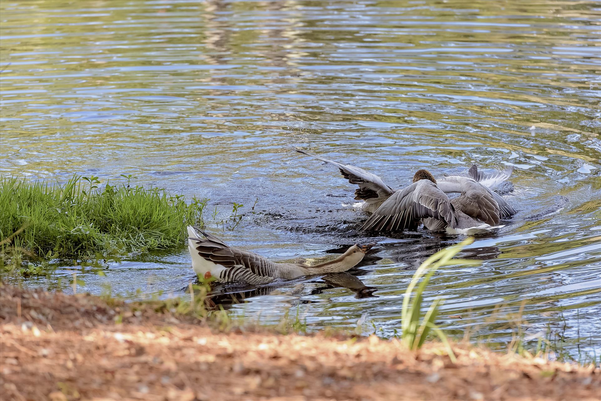 Geese mma at lake caroline 8108143.jpg  by Terry Kelly Photography