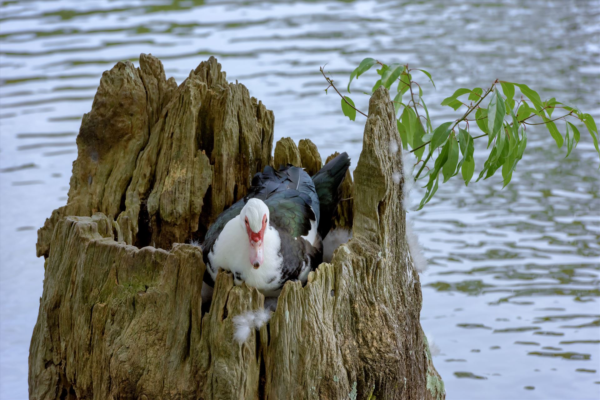 duck sitting on eggs in hollowed out tree stump lake caroline ss alamy 8106733.jpg  by Terry Kelly Photography