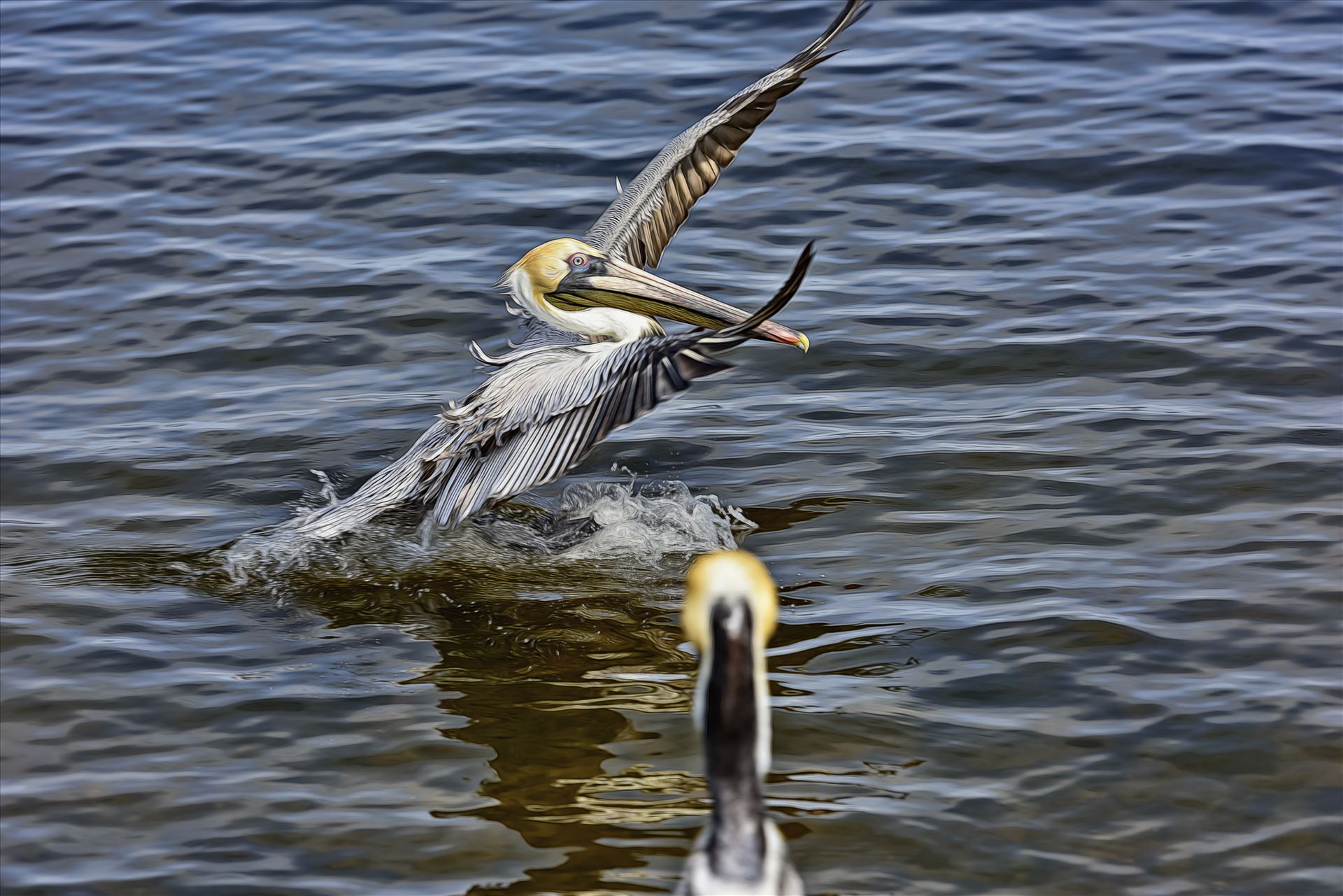 brown pelican landing st. andrews state park 8108259.jpg  by Terry Kelly Photography