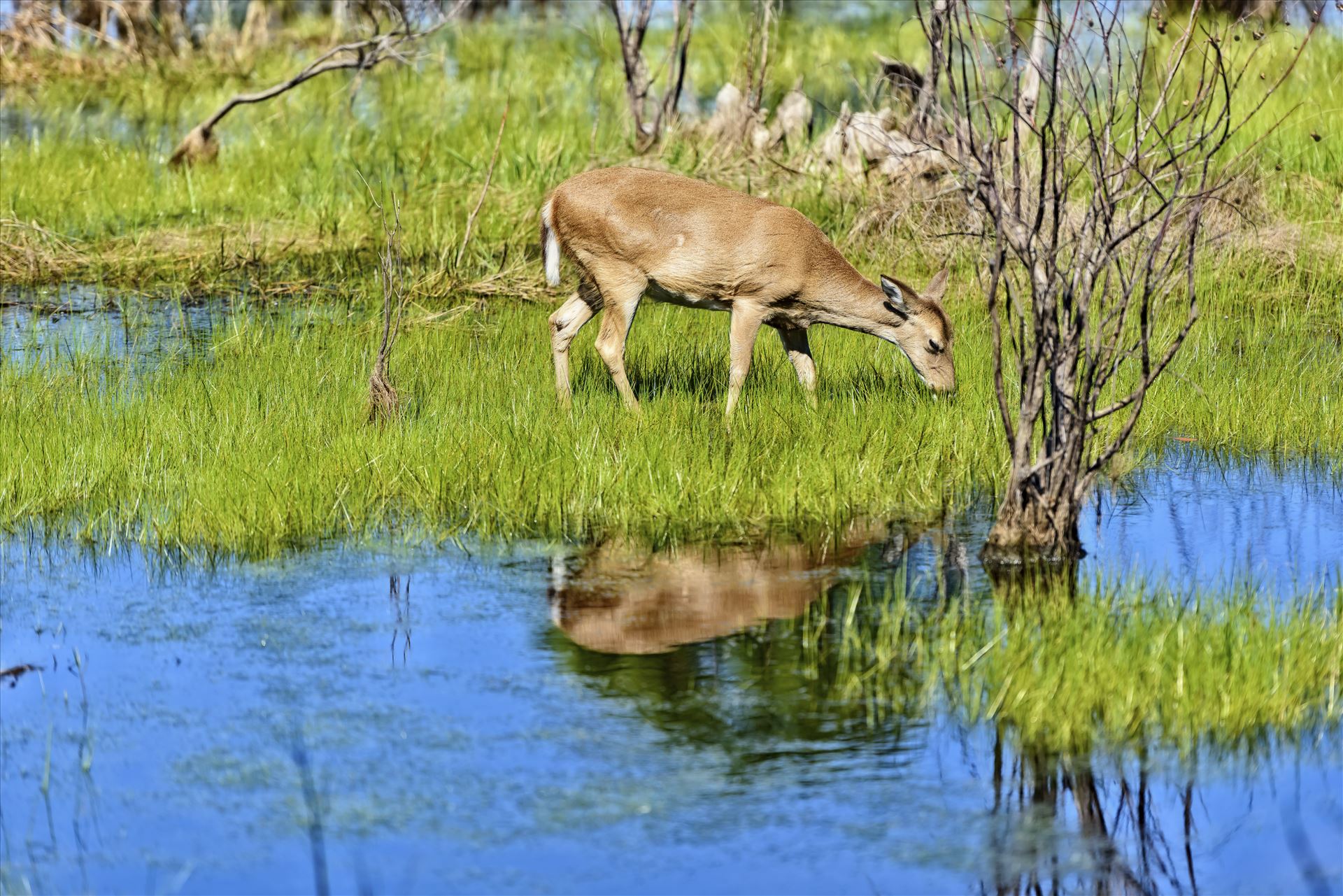 deer grazing st. andrews state park 8108343.jpg  by Terry Kelly Photography