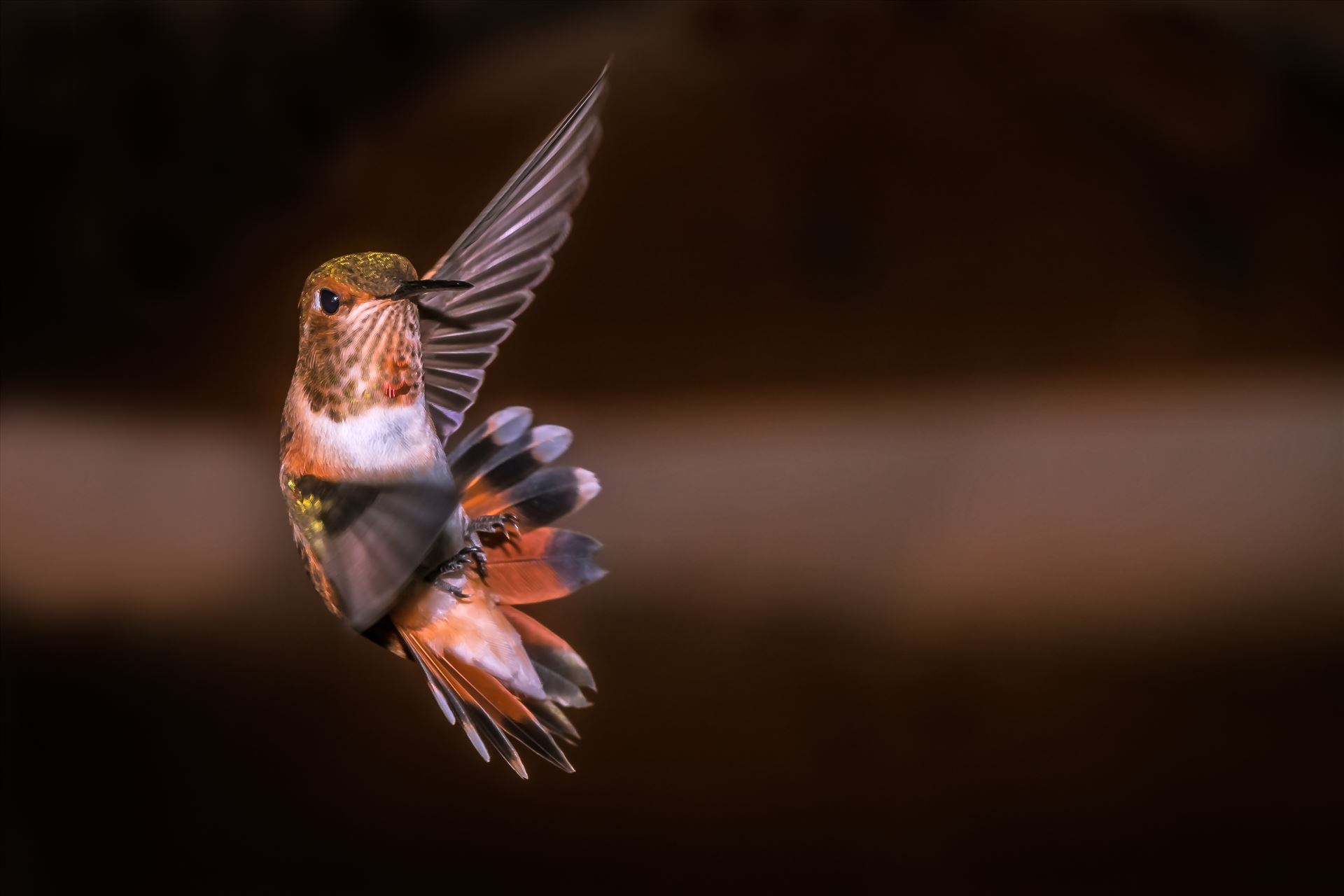 hummingbird in making turn in flight 8500639 ss as sf.jpg hummingbird making sharp turn while in flight, Cloudcroft New Mexico by Terry Kelly Photography