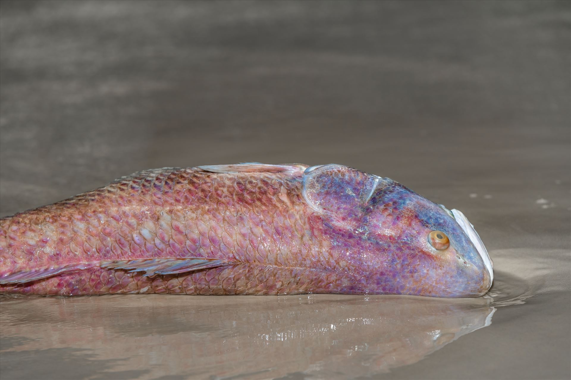 Red Tide fish kill September 15 2018 Dead red fish from red tide on Panama City Beach, Florida by Terry Kelly Photography