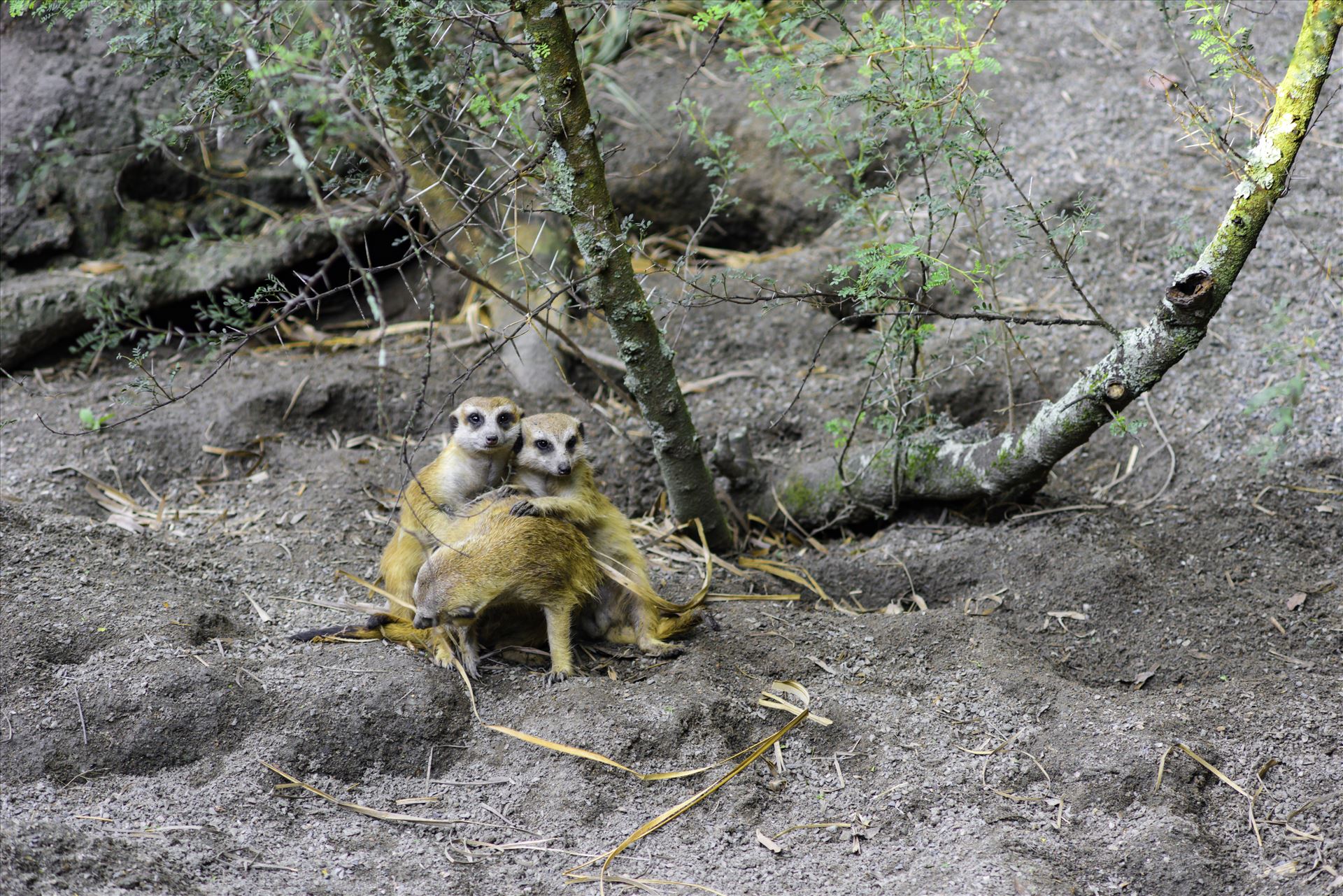 _RAW0111.jpg Three meerkat posing for the camera by Terry Kelly Photography