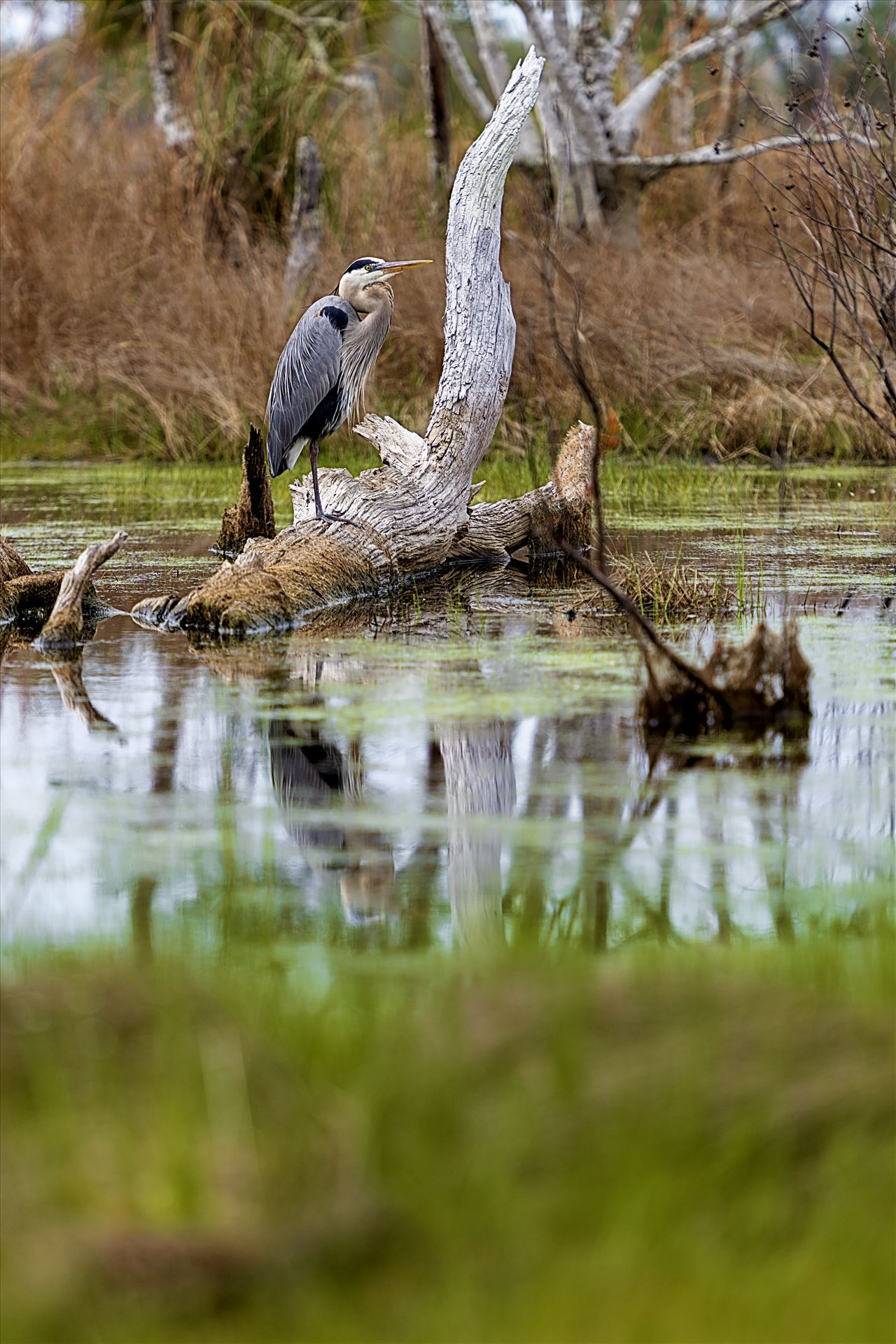 great blue heron standing on log in the button marsh area of st. andrews state park, panama city, florida 8108364.jpg  by Terry Kelly Photography