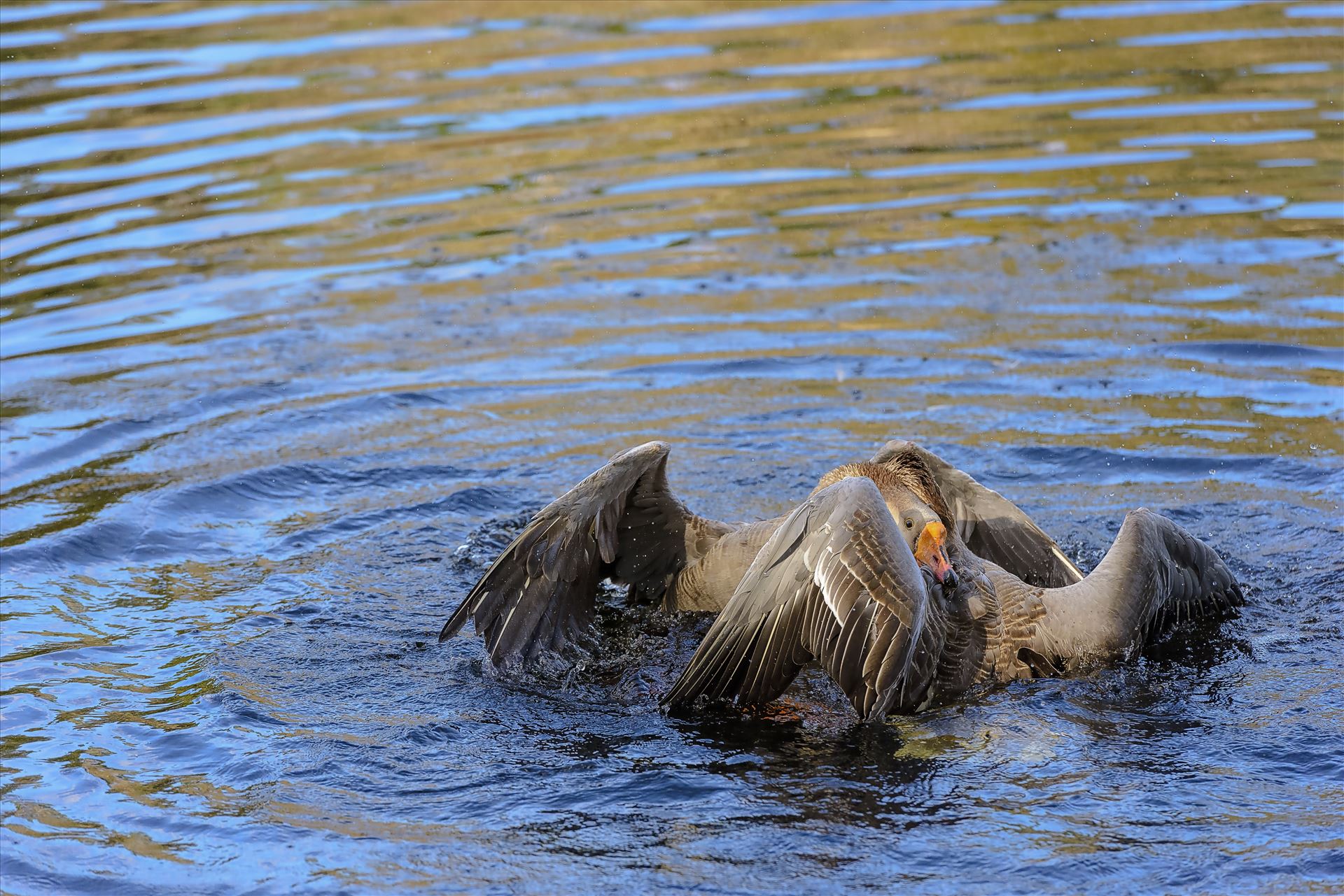 Geese mma at lake caroline 8108165.jpg  by Terry Kelly Photography