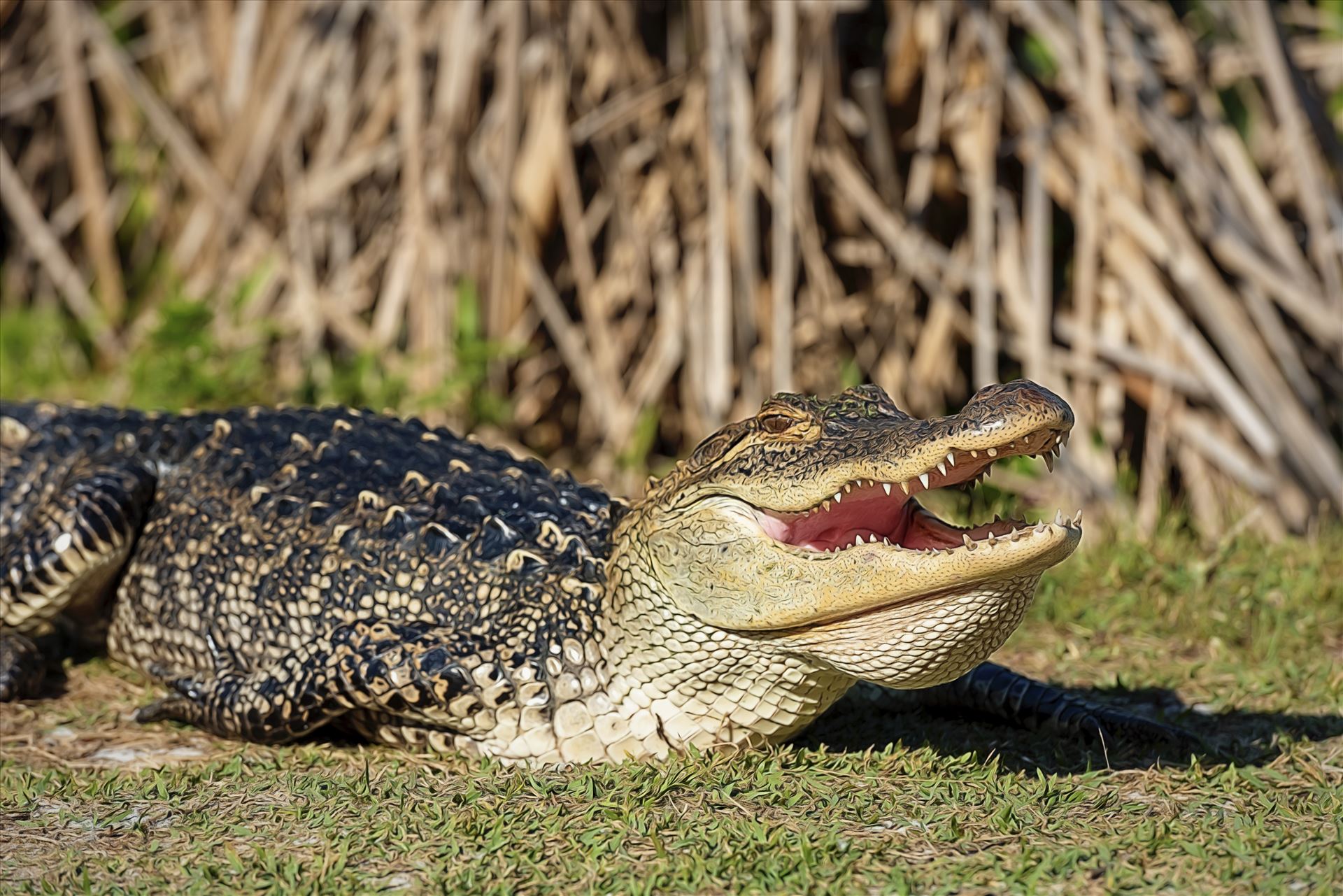 Alligator sunning and smiling for the camera at gator lake, st. andrews state park, panama city beach, florida 8108703.jpg This 5 foot alligator likes to come out of gator lake and sun himself in the late afternoon.  It took lots of coaxing to get this gator to smile for the camera. by Terry Kelly Photography