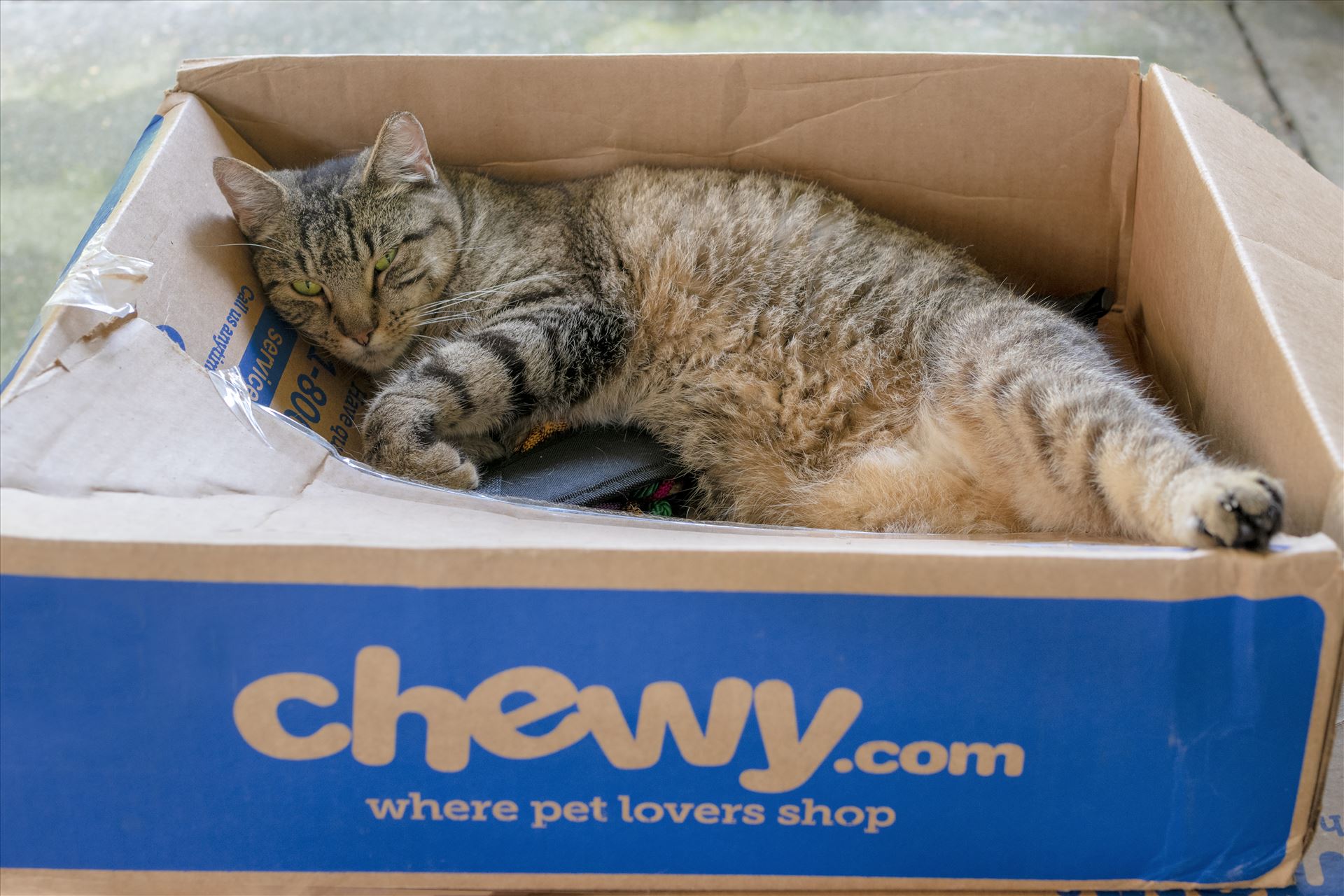 cat in a box 8500122.jpg  by Terry Kelly Photography