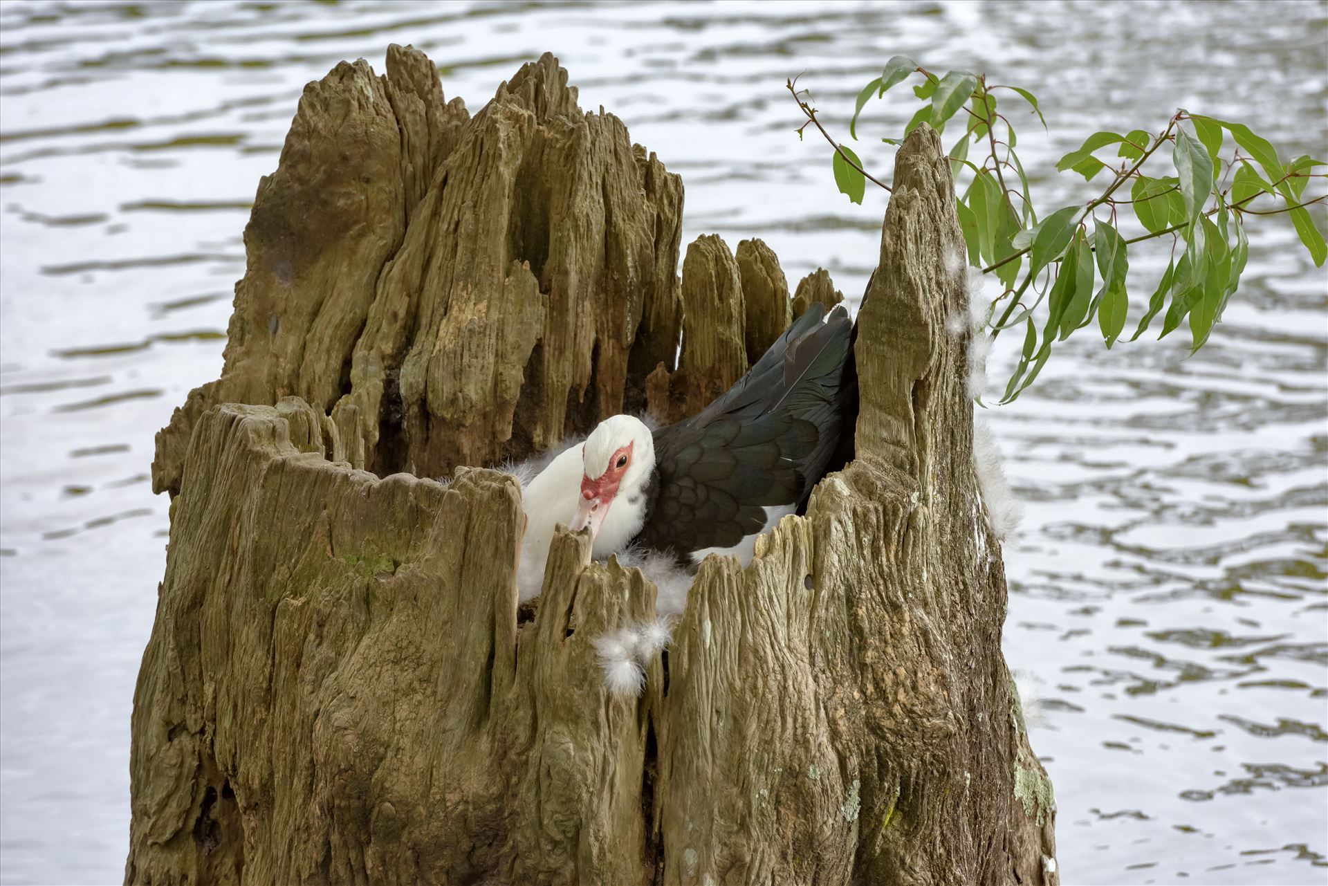 duck sitting on eggs in hollowed out tree stump lake caroline ss alamy 8106732.jpg  by Terry Kelly Photography