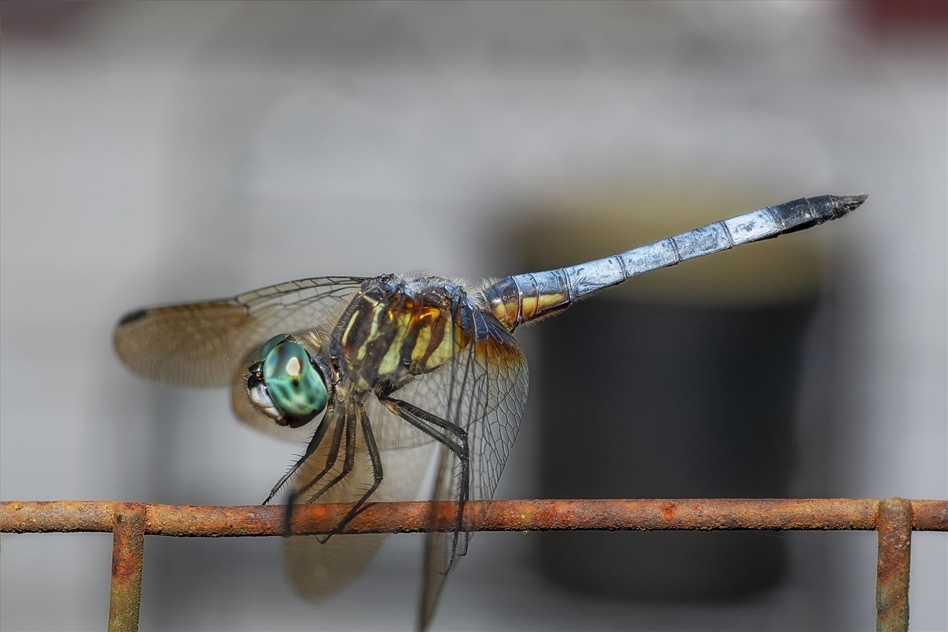 green and blue dragonfly on old rusted wire fence macro ss as sf 8500260.jpg close up macro photography of green and blue dragonfly that landed on an old rusty wire fence by Terry Kelly Photography