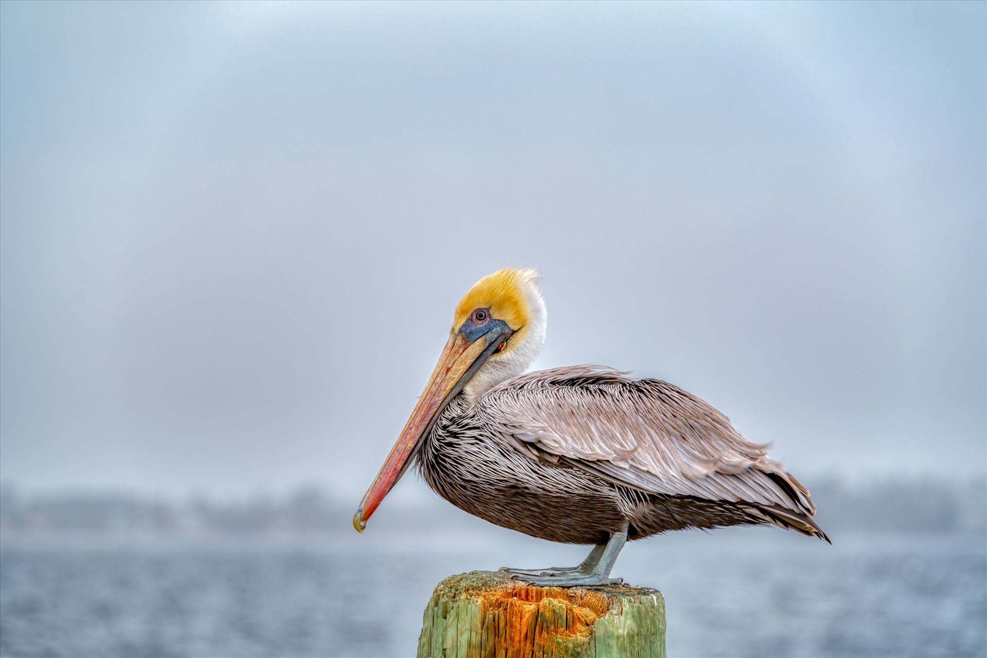 brown pelican brown pelican standing on post by Terry Kelly Photography