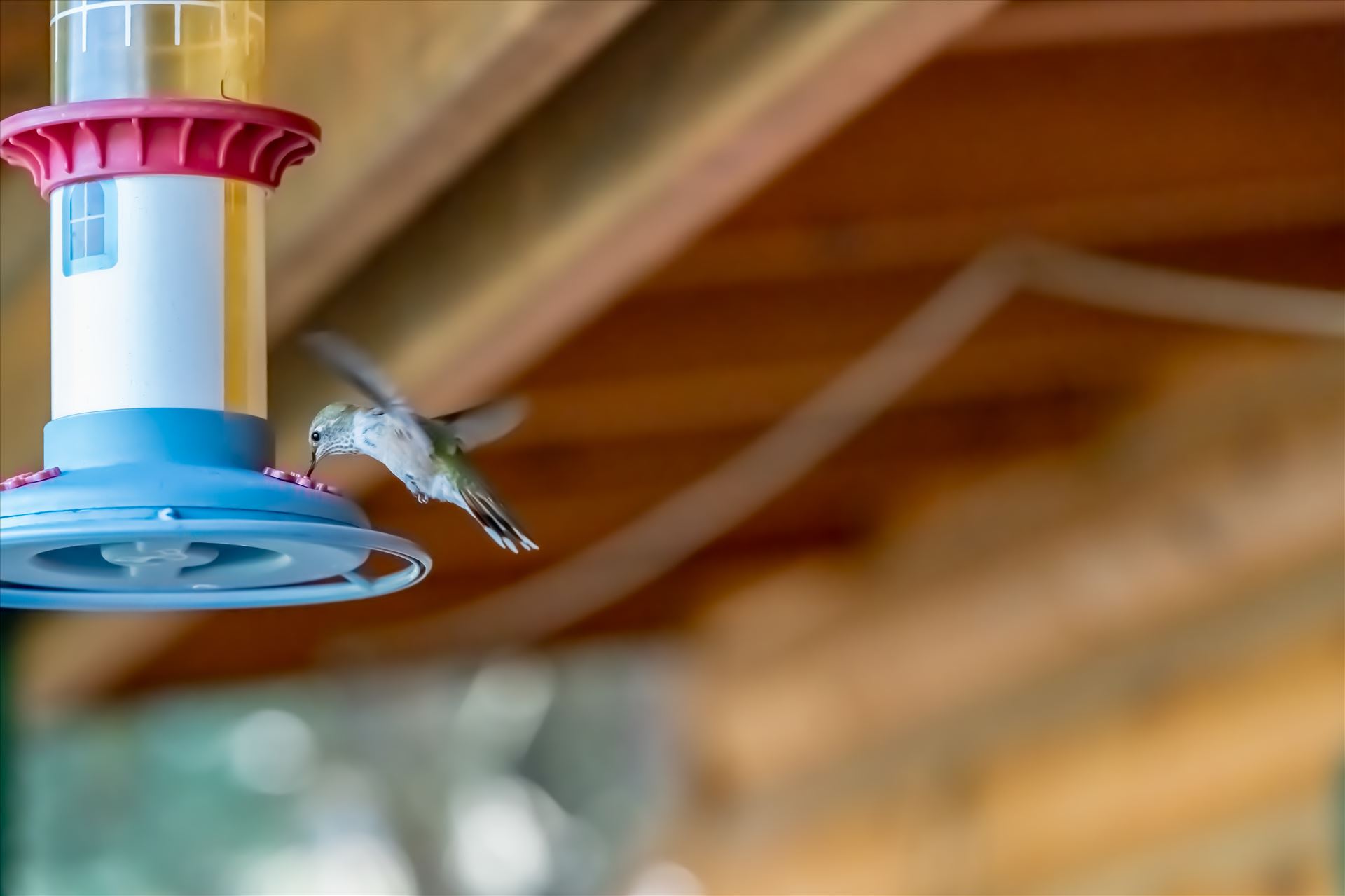 hummingbird at feeder ss as.jpg Hummingbird drinking sugar water from feeder. Cloudcroft New Mexico, Lincoln National Forest. by Terry Kelly Photography