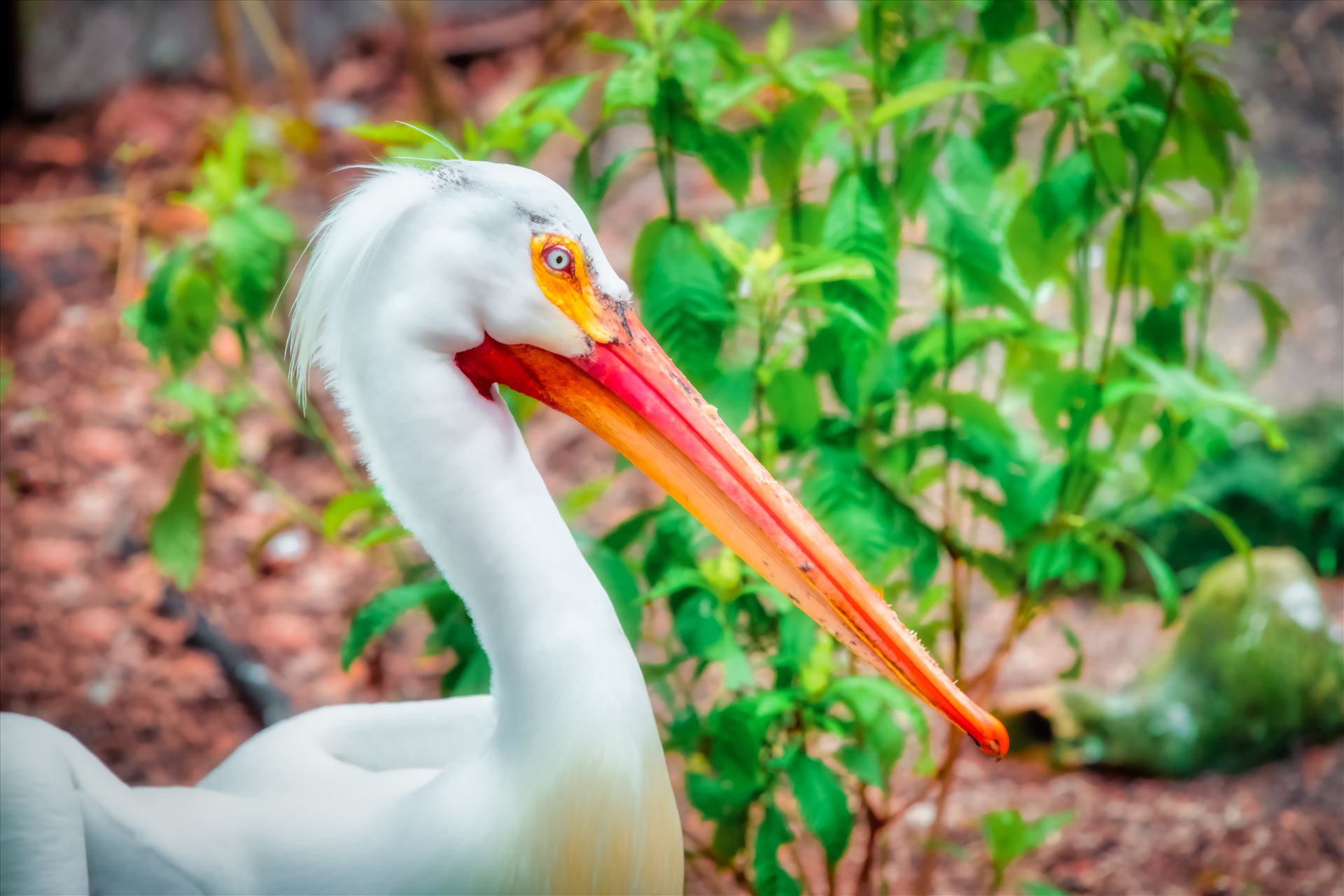 white pelican closeup head shot of white pelican by Terry Kelly Photography