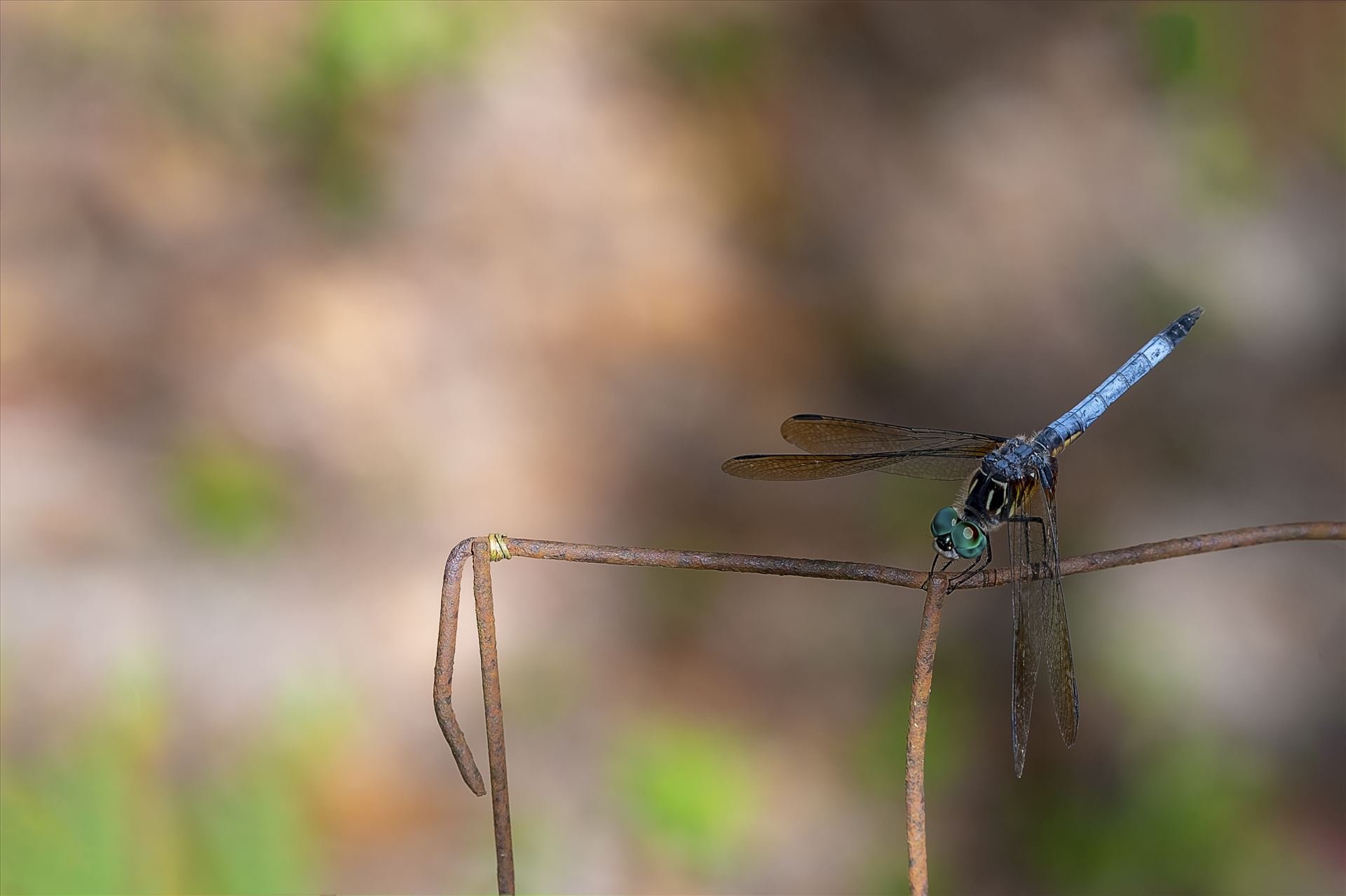 blue green dragonfly on rusted wire fence ss as 8500196.jpg close up macro photography of green and blue dragonfly that landed on an old rusty wire fence by Terry Kelly Photography