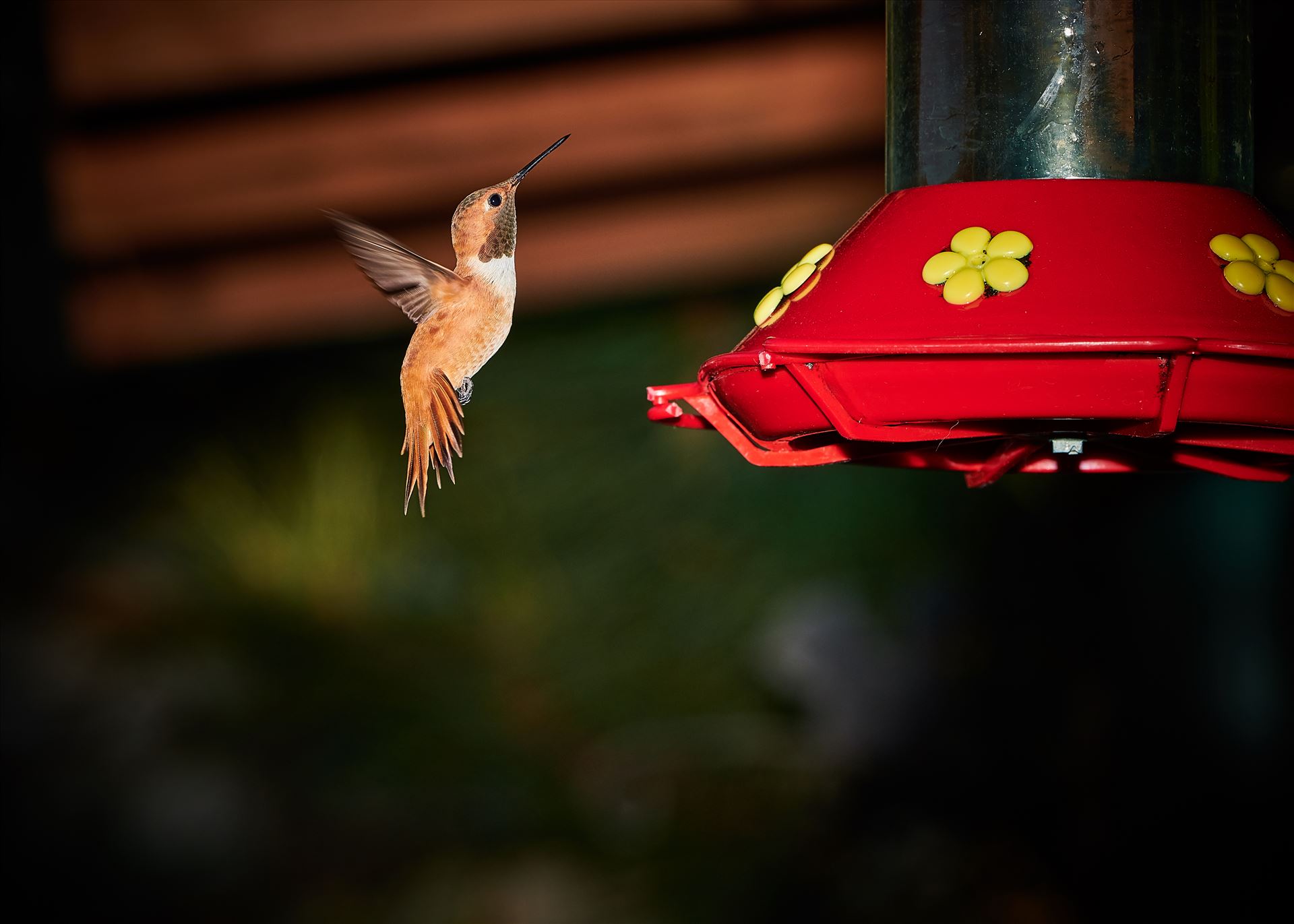 hummingbird hovering near feeder 8500590 ss as sf.jpg Hummingbird hovering near feeder, Cloudcroft New Mexico, Lincoln National Forest by Terry Kelly Photography