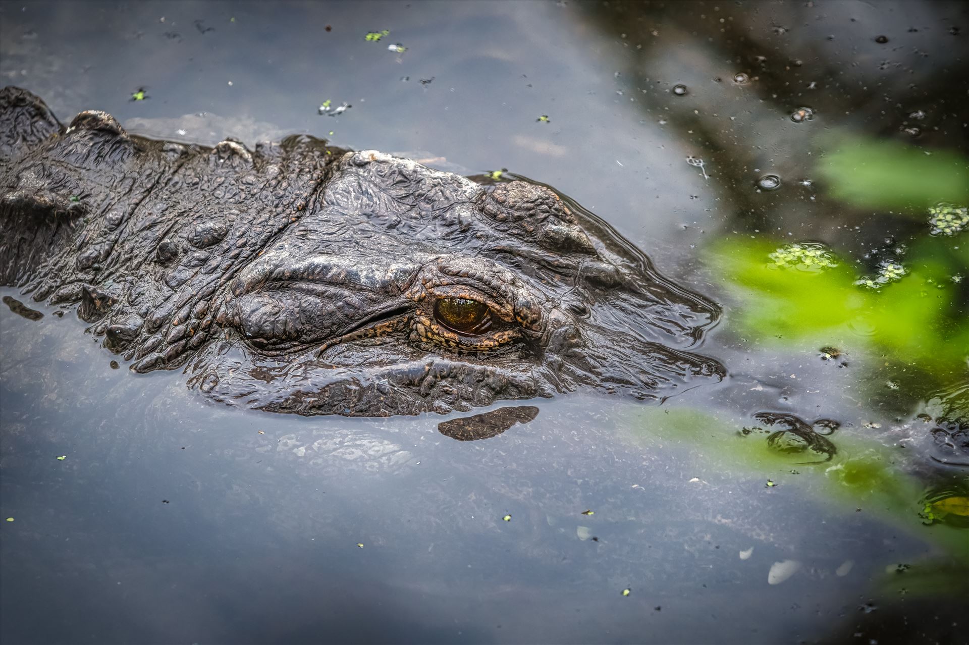 Florida alligator Close-up of an american alligator by Terry Kelly Photography