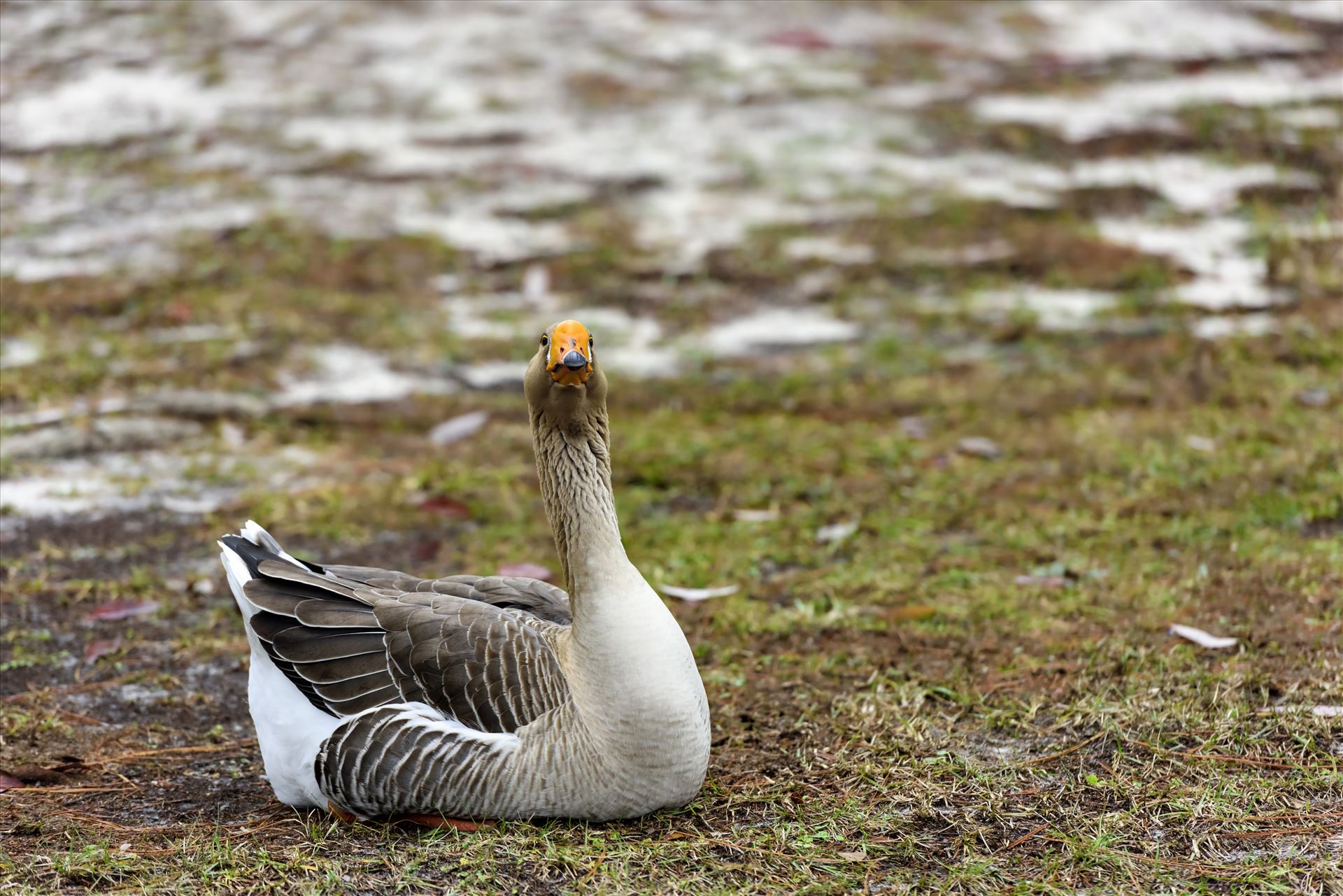 goose sitting on grass ss RAW6185.jpg  by Terry Kelly Photography