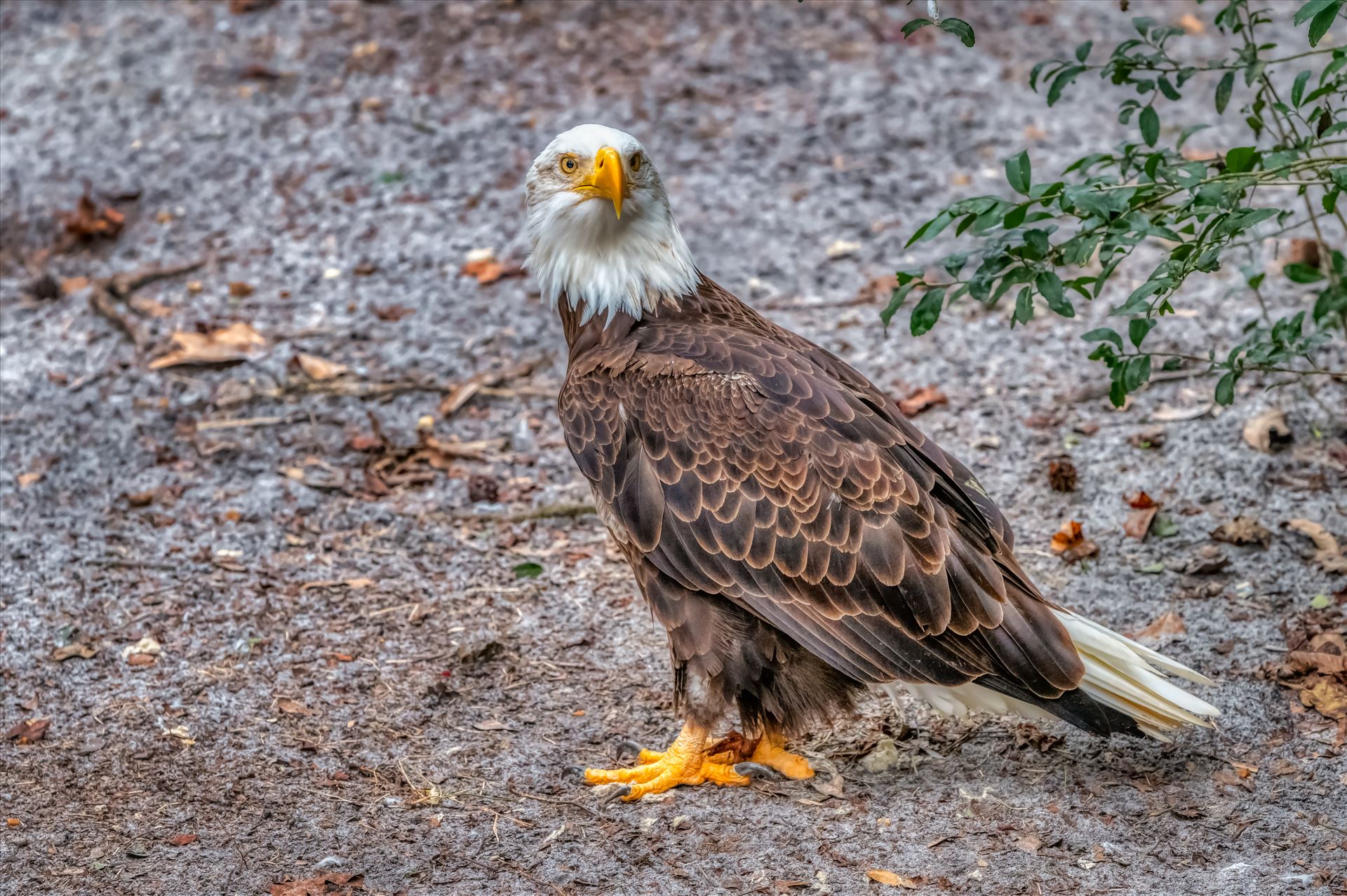 Bald Eagle Bald Eagle standing on the ground and looking back by Terry Kelly Photography
