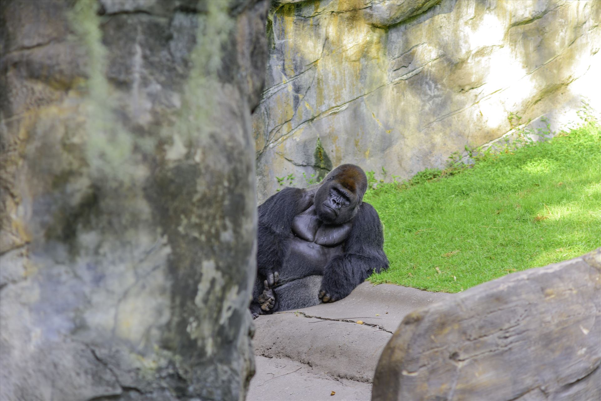 _RAW0197.jpg Silverback gorilla looking at you by Terry Kelly Photography