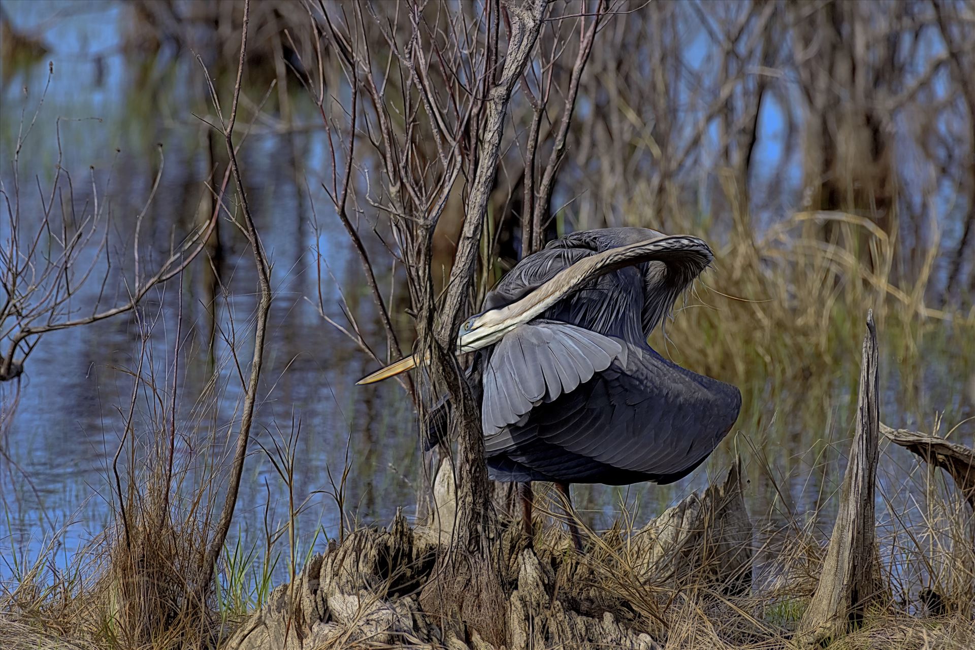 great blue heron st. andrews state park 8108035.jpg  by Terry Kelly Photography